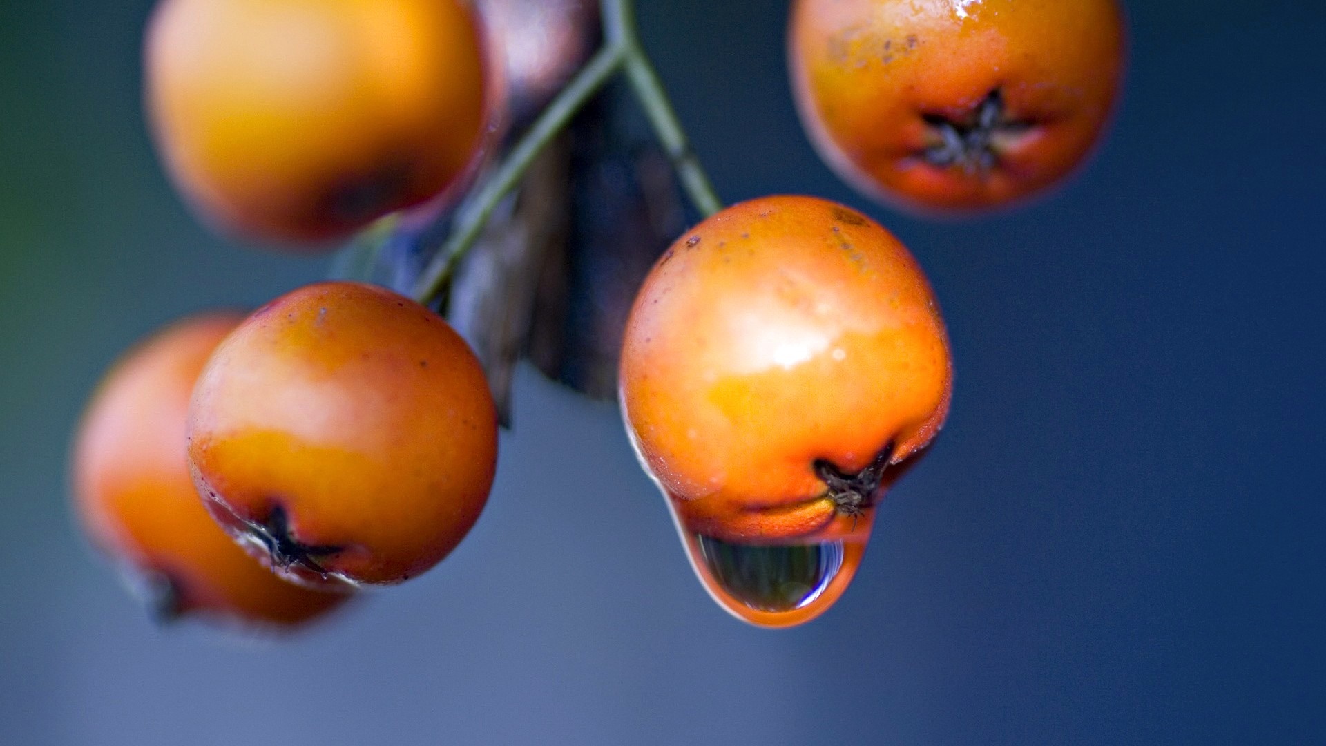 Close-up of orange berries with a water droplet HD Wallpaper