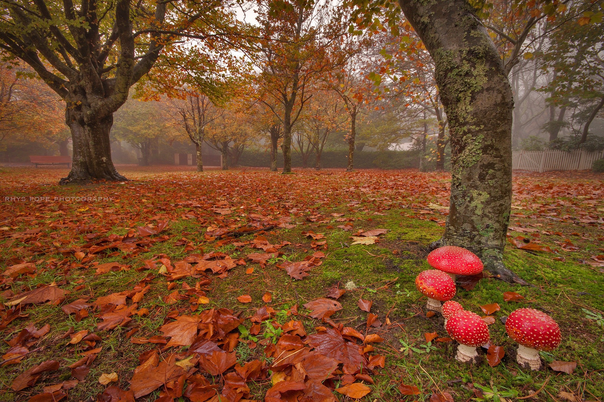 Red mushrooms in an autumn forest with fallen leaves HD Wallpaper