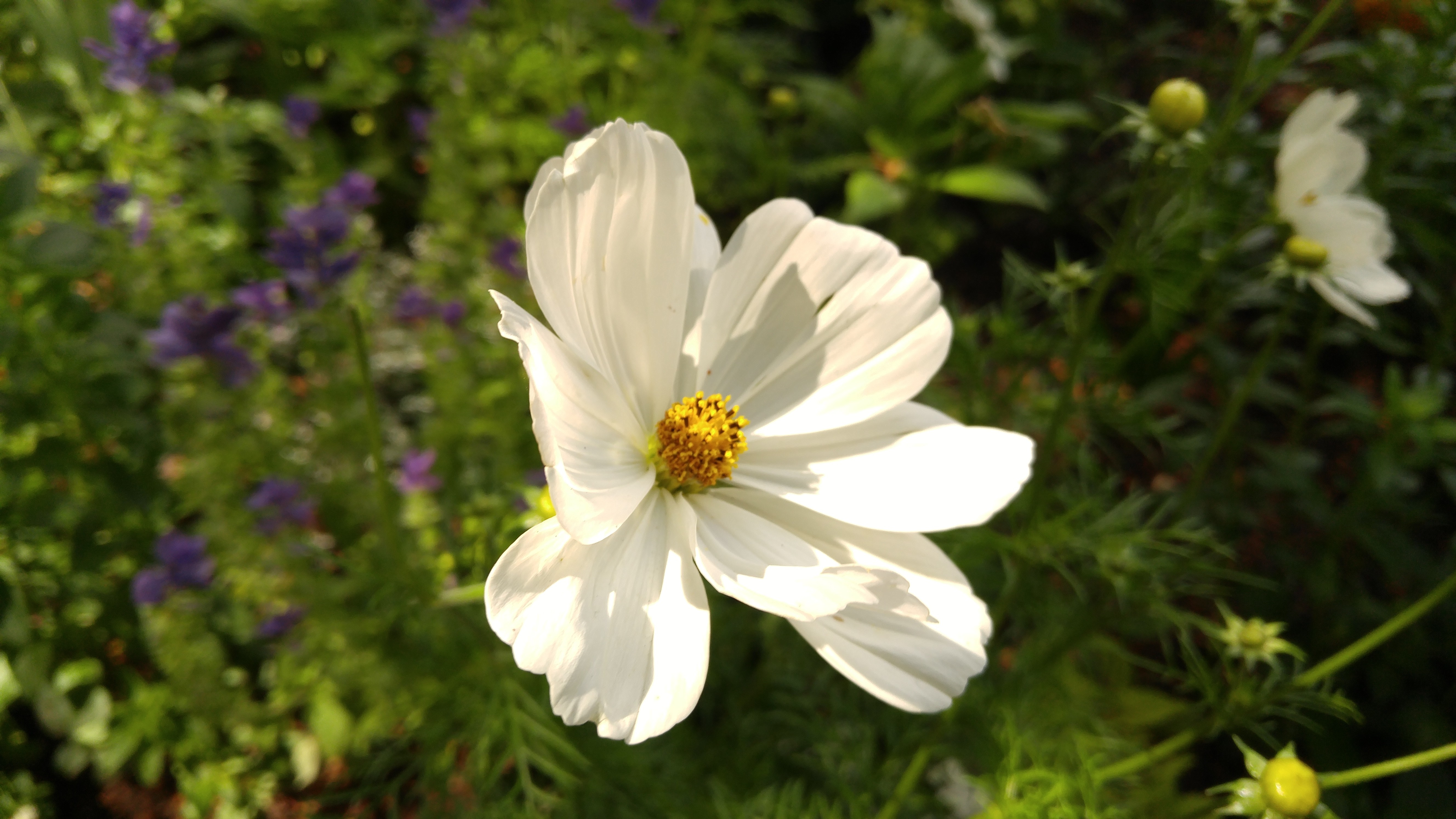 White Cosmos Flower in a Garden HD Wallpaper