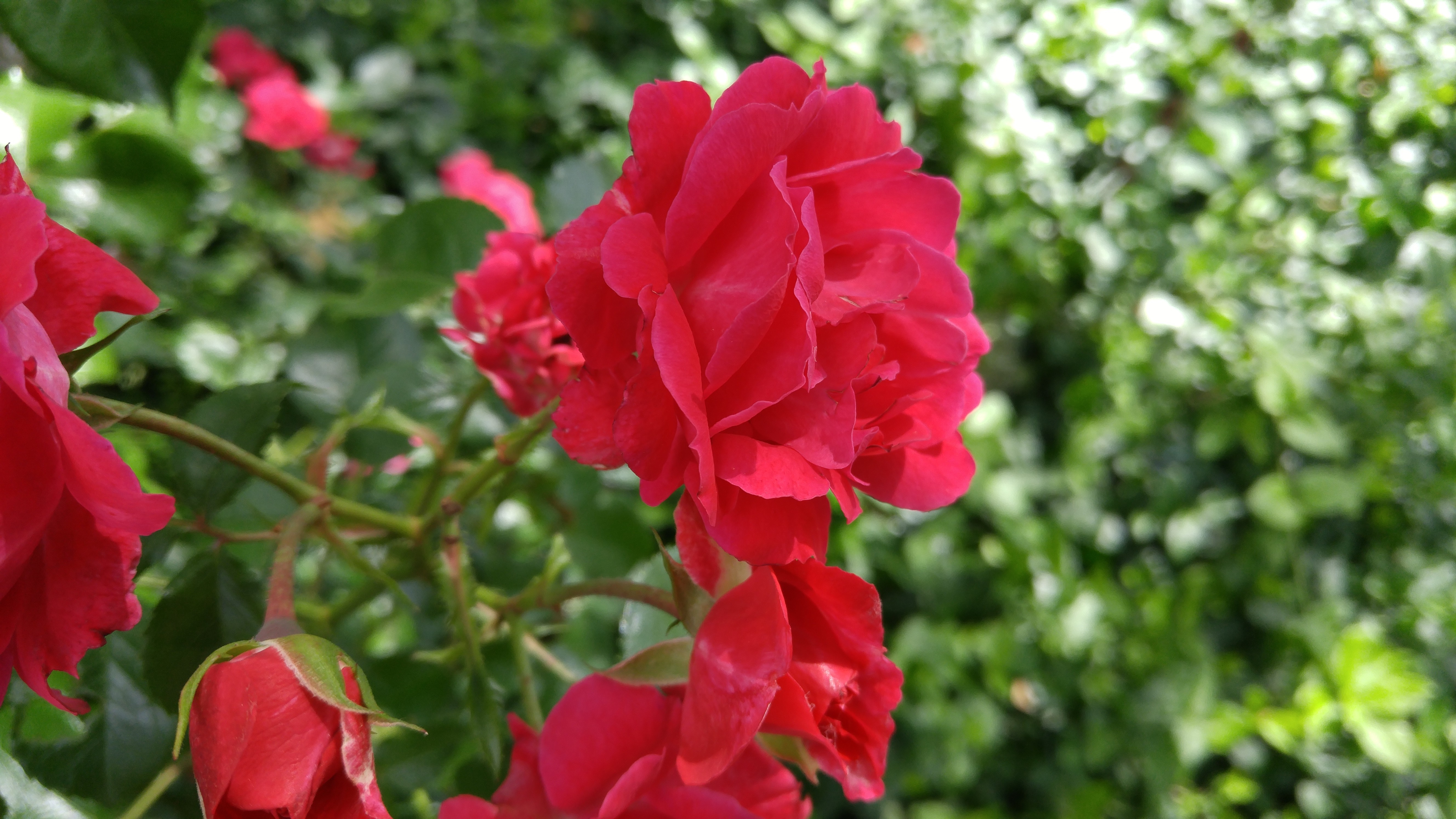 Close-up of a vibrant red rose in bloom HD Wallpaper