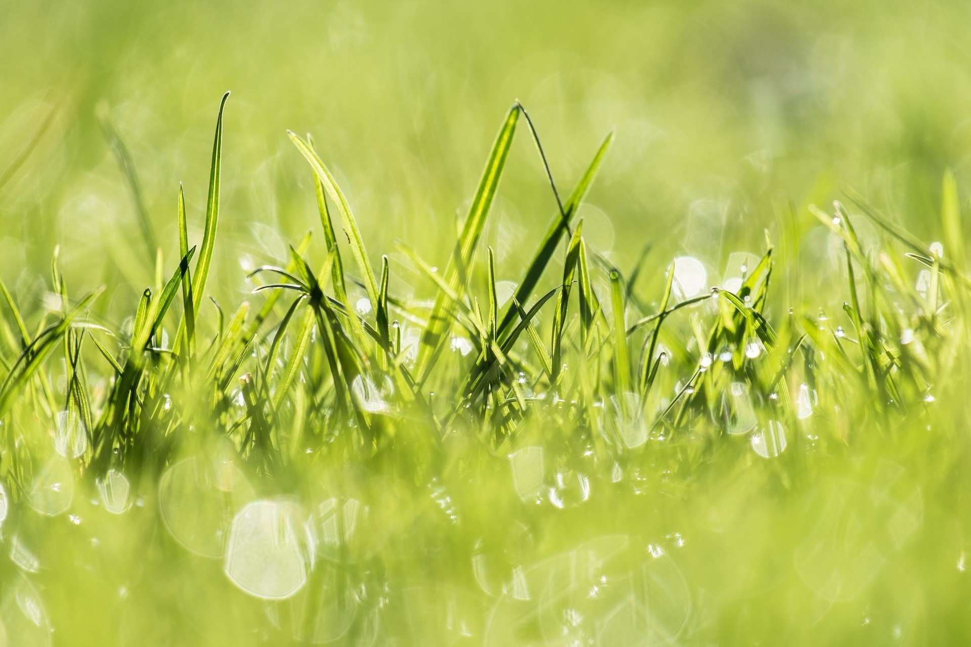 Close-up of green grass with dew drops in sunlight HD Wallpaper