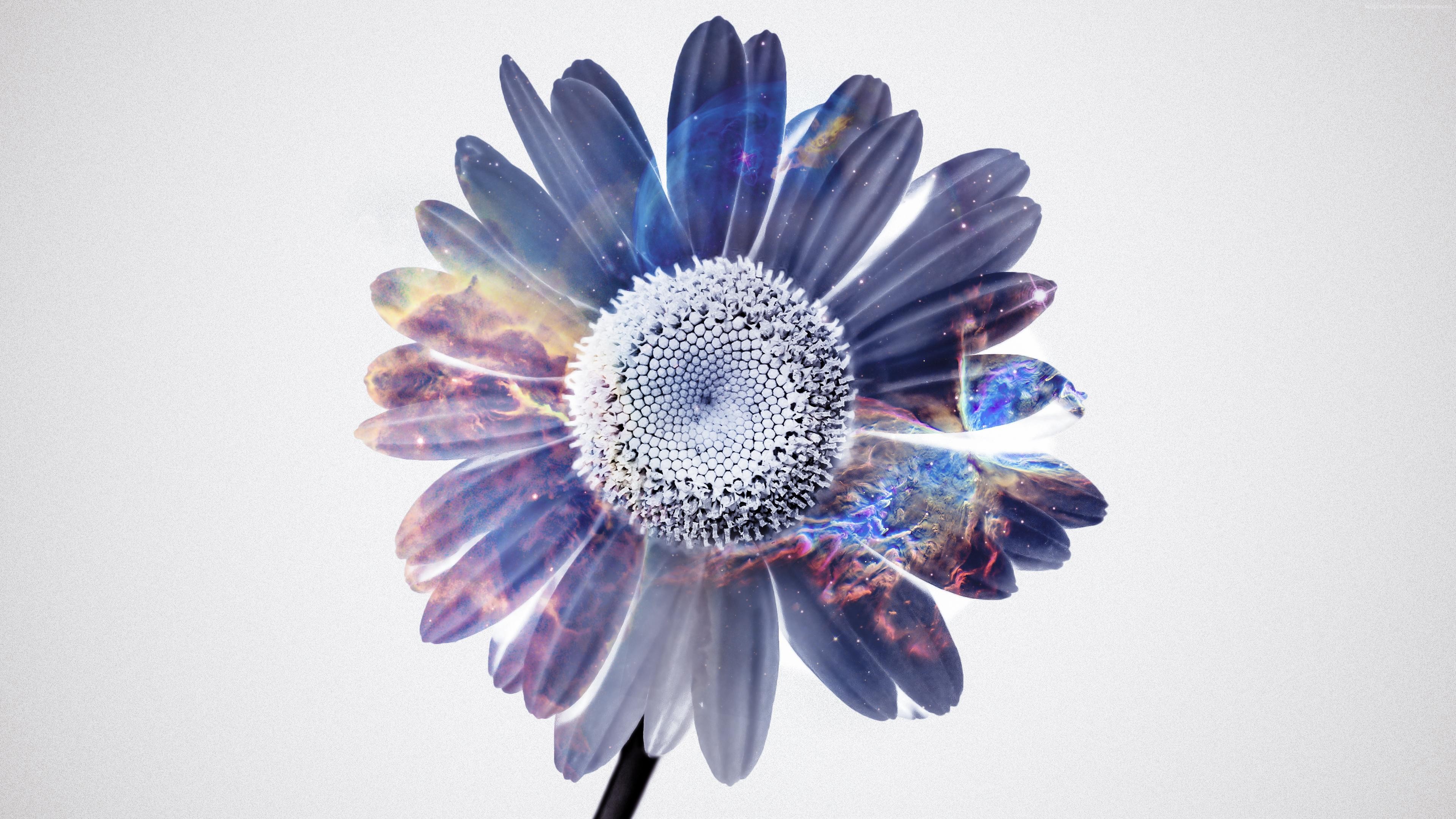 Flower with Galaxy Inside HD Wallpaper