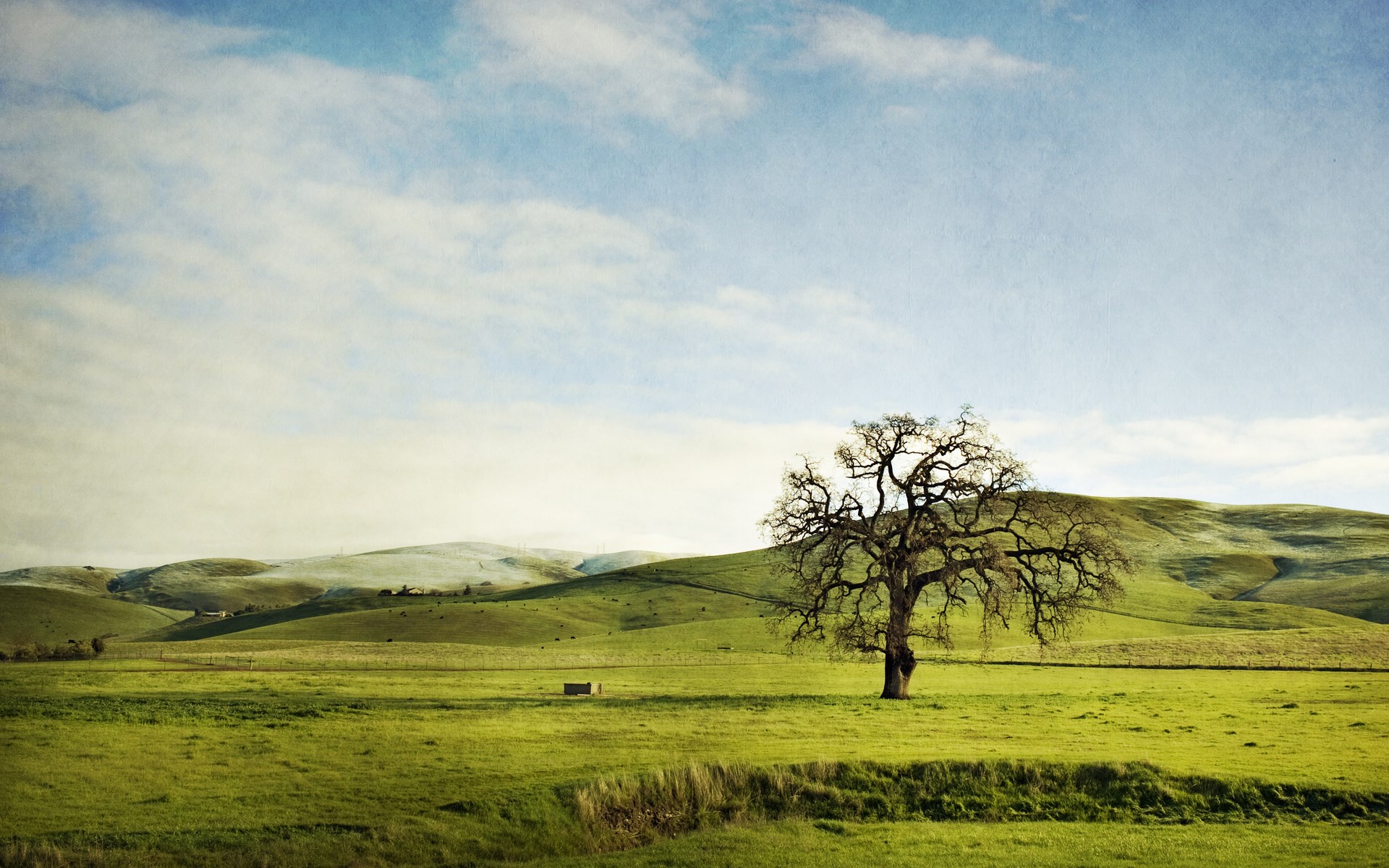 Lone oak tree in a green field with rolling hills HD Wallpaper