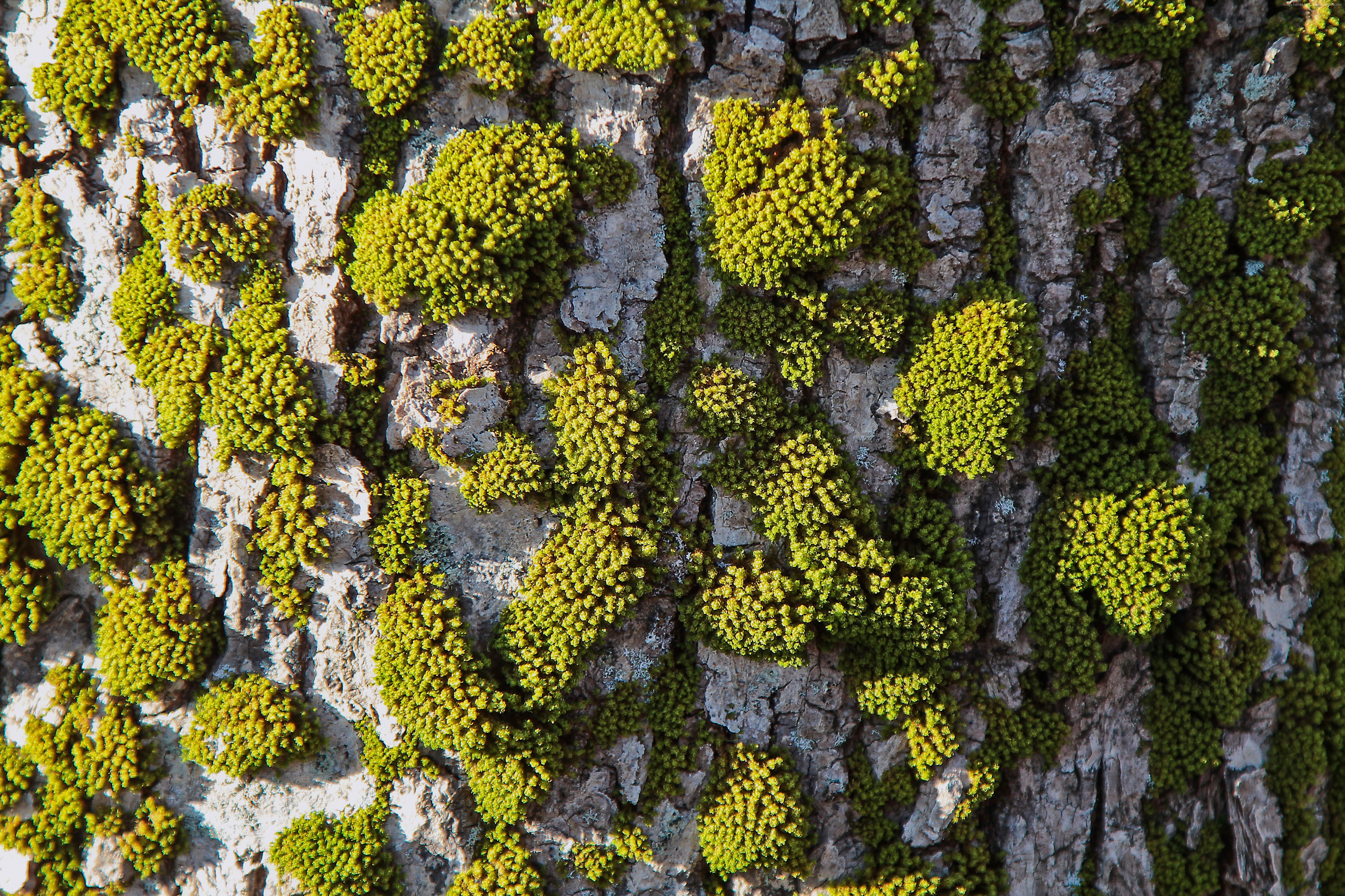 Moss on Tree Bark HD Wallpaper