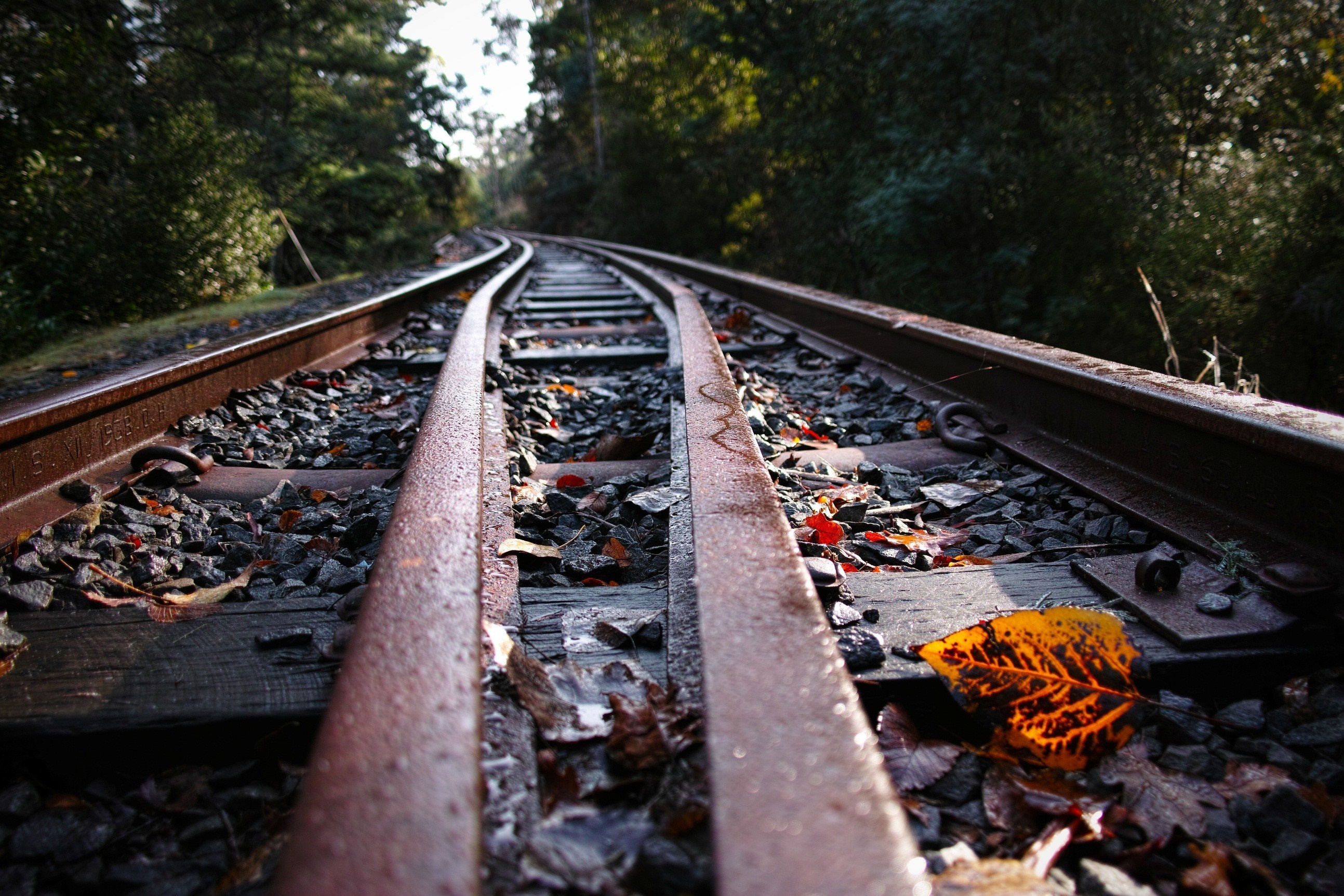 Train tracks winding through a forest with fallen leaves HD Wallpaper