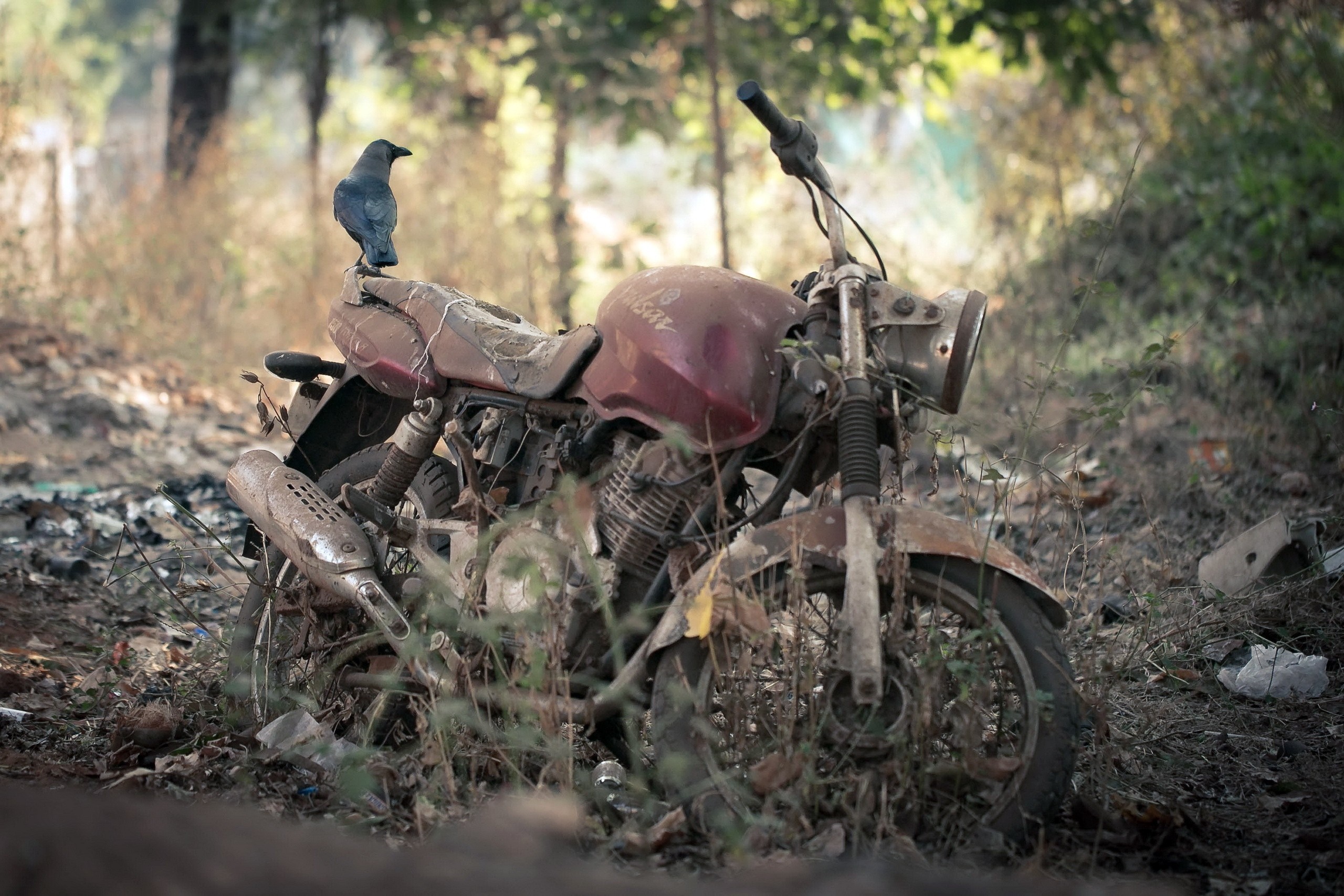 A crow sits on a rusty abandoned motorcycle in a forest. HD Wallpaper