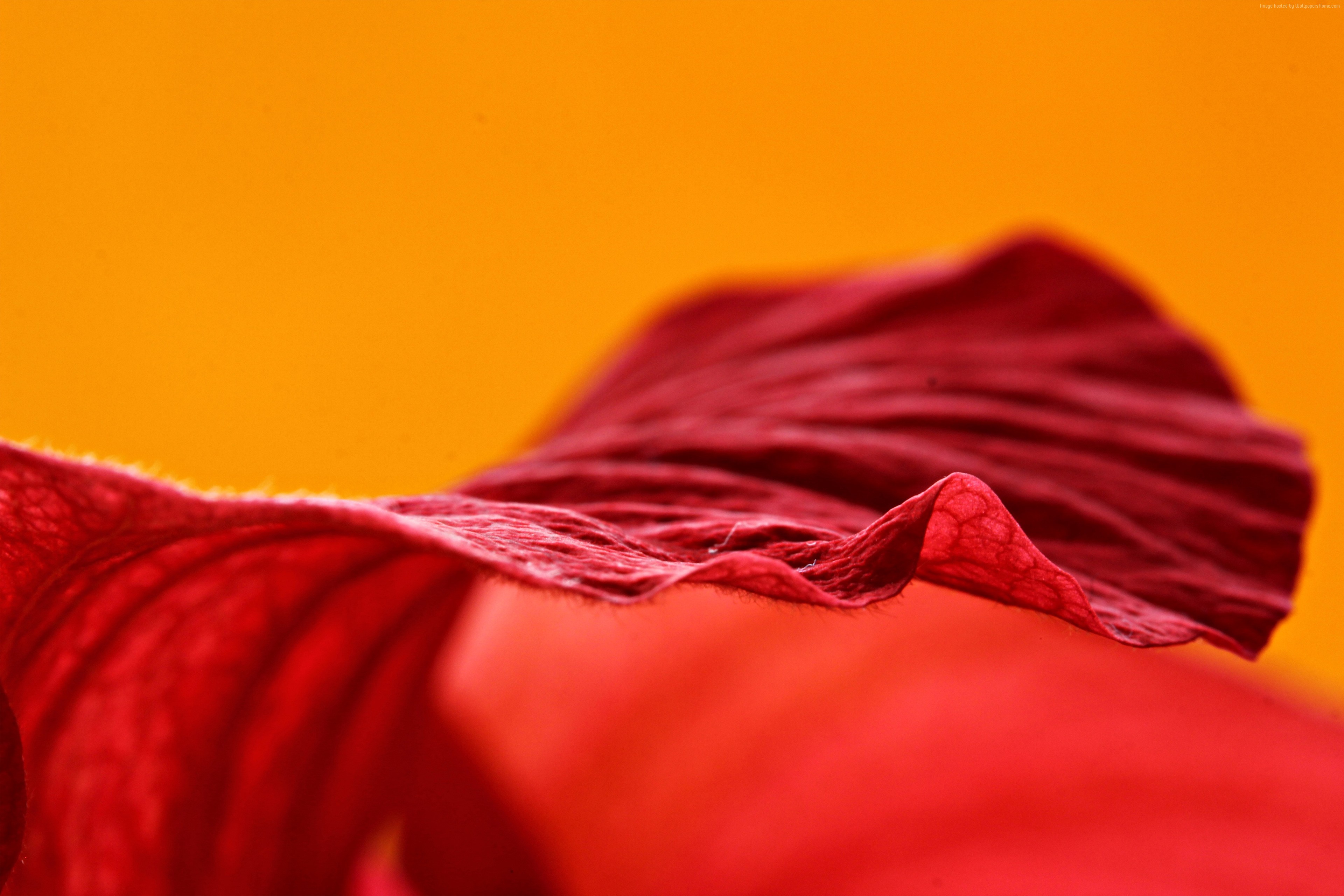 Macro shot of a red flower petal HD Wallpaper