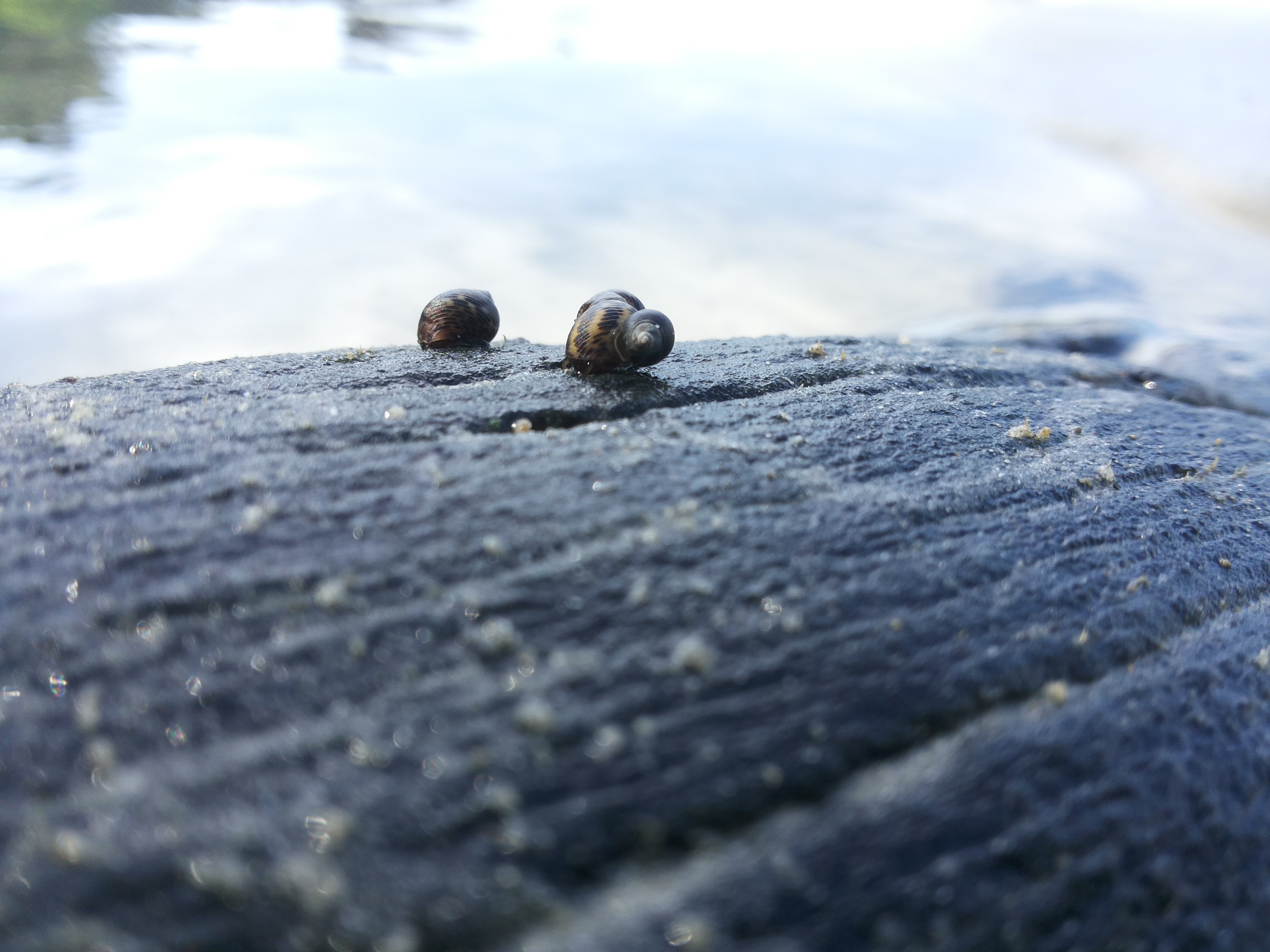 Snails on a wet rock near the water HD Wallpaper