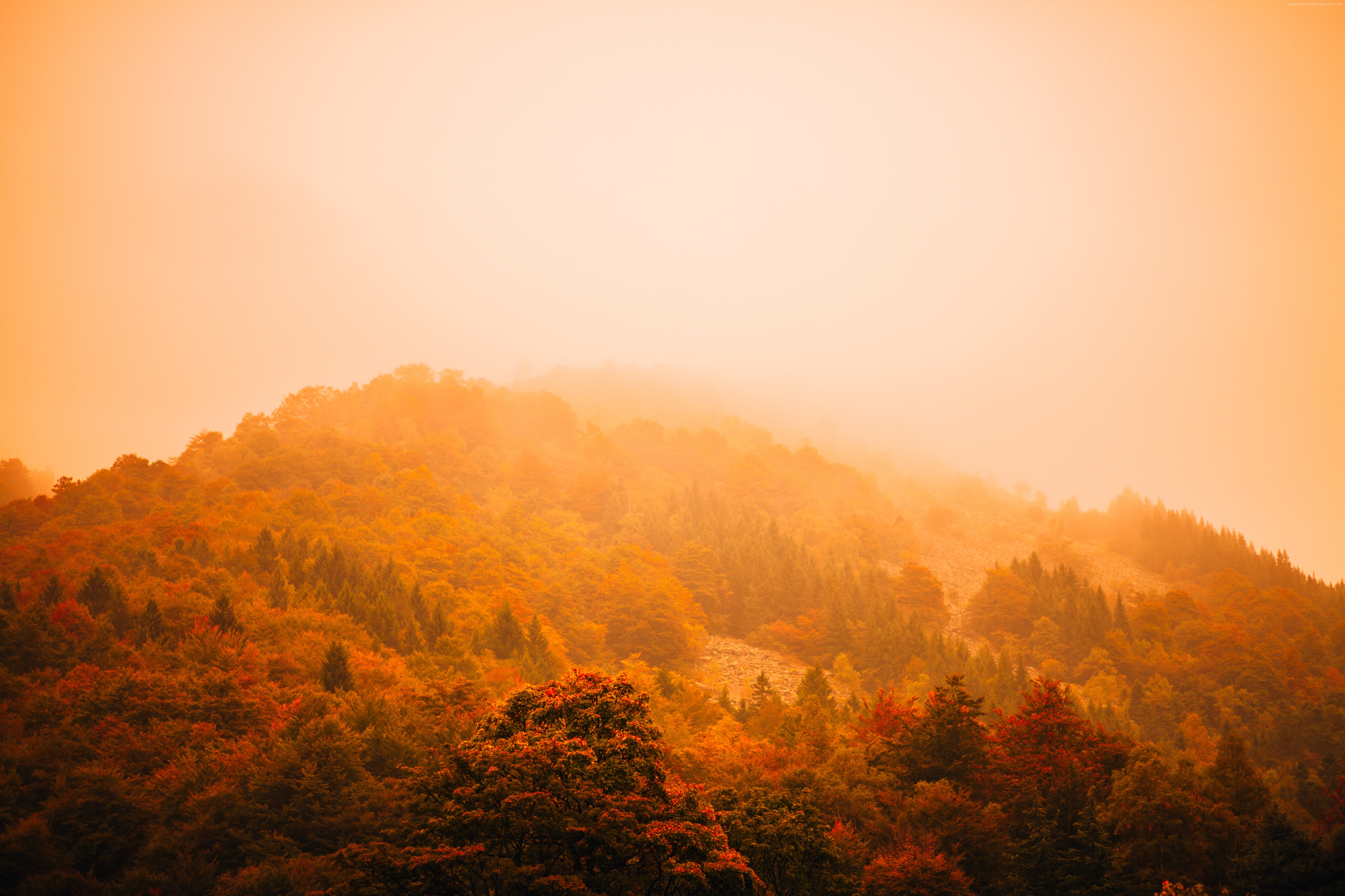 Autumn forest on a foggy mountain HD Wallpaper