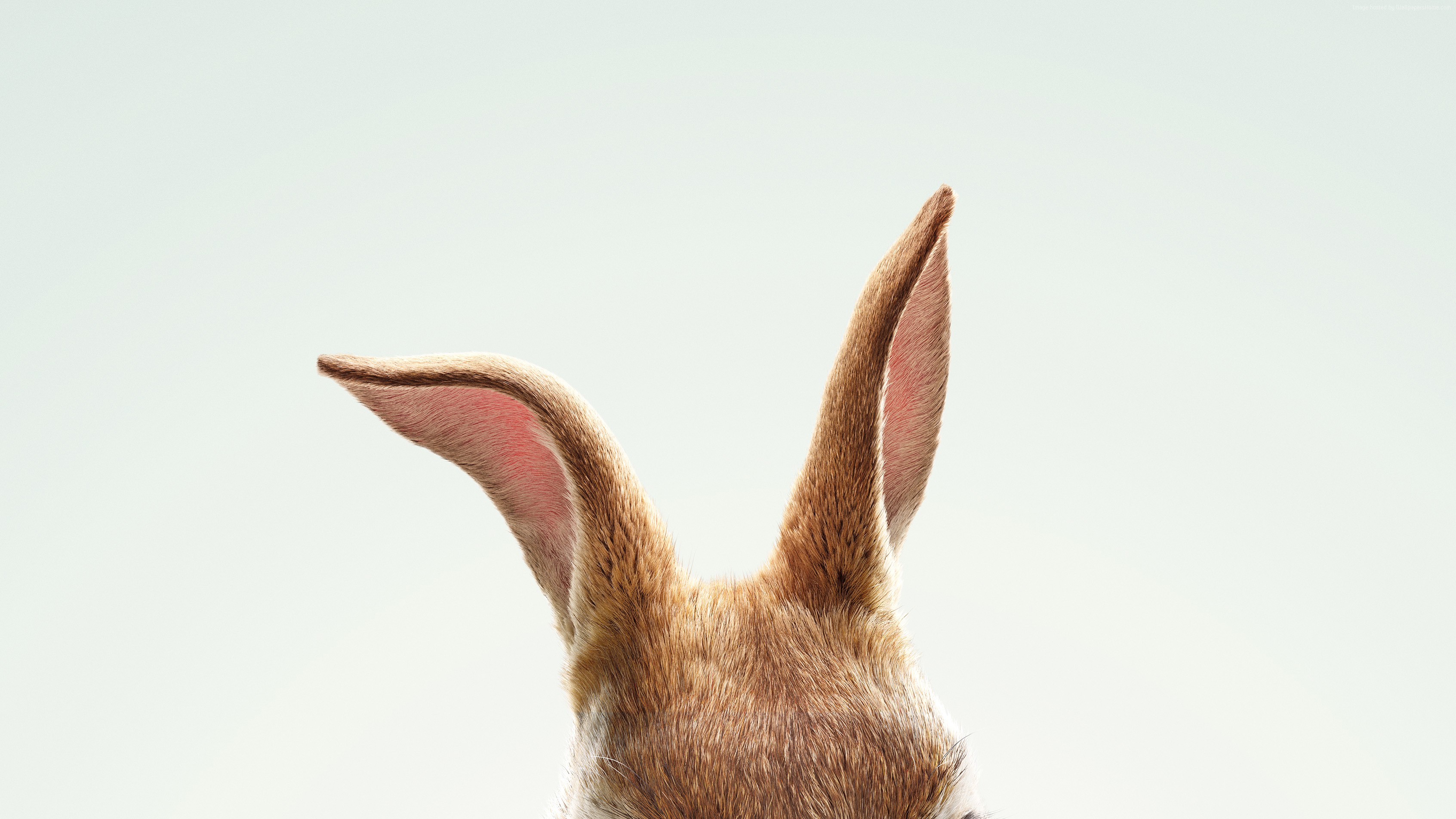Peter Rabbit's ears HD Wallpaper