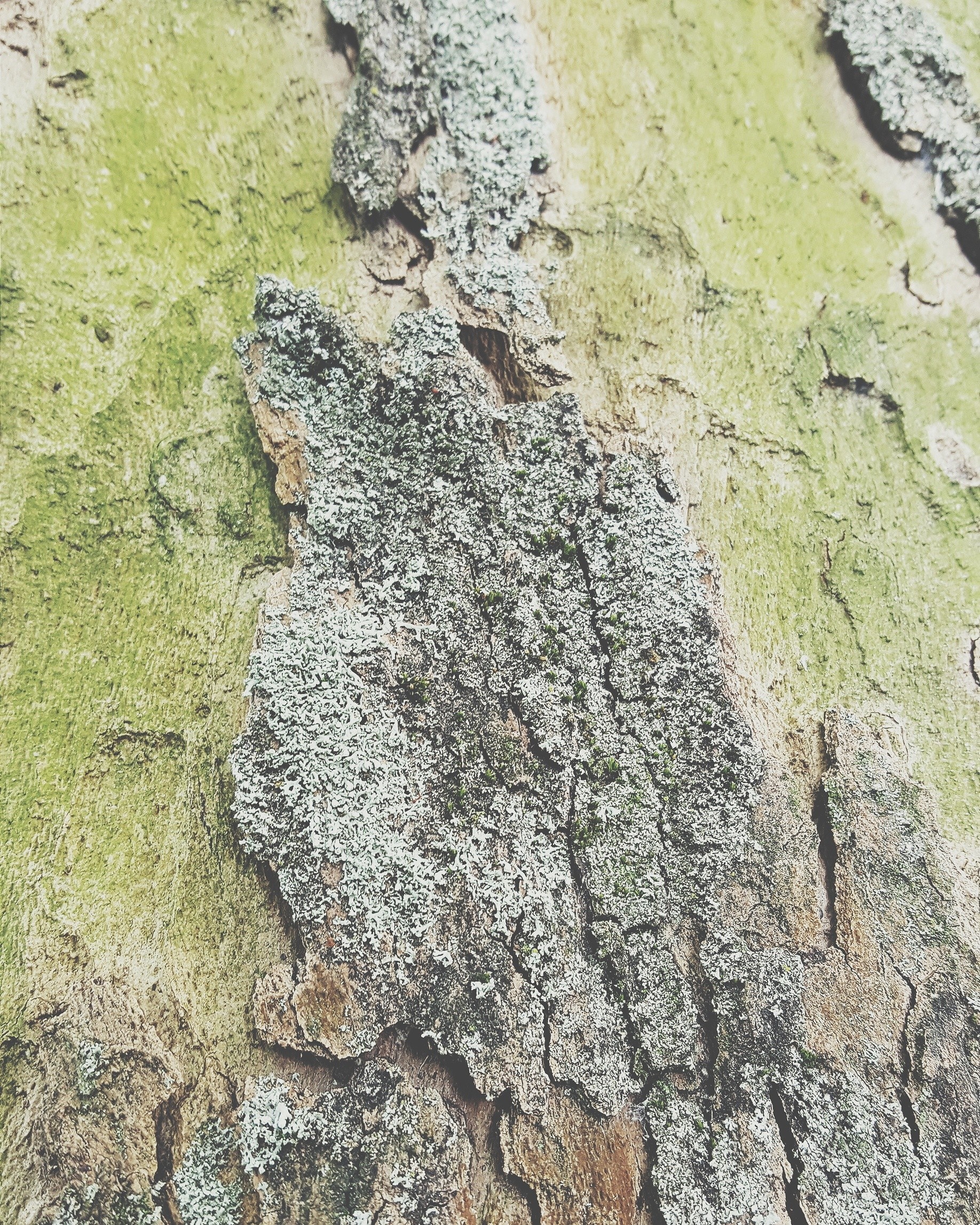 Close-up of tree bark with green moss and lichen HD Wallpaper