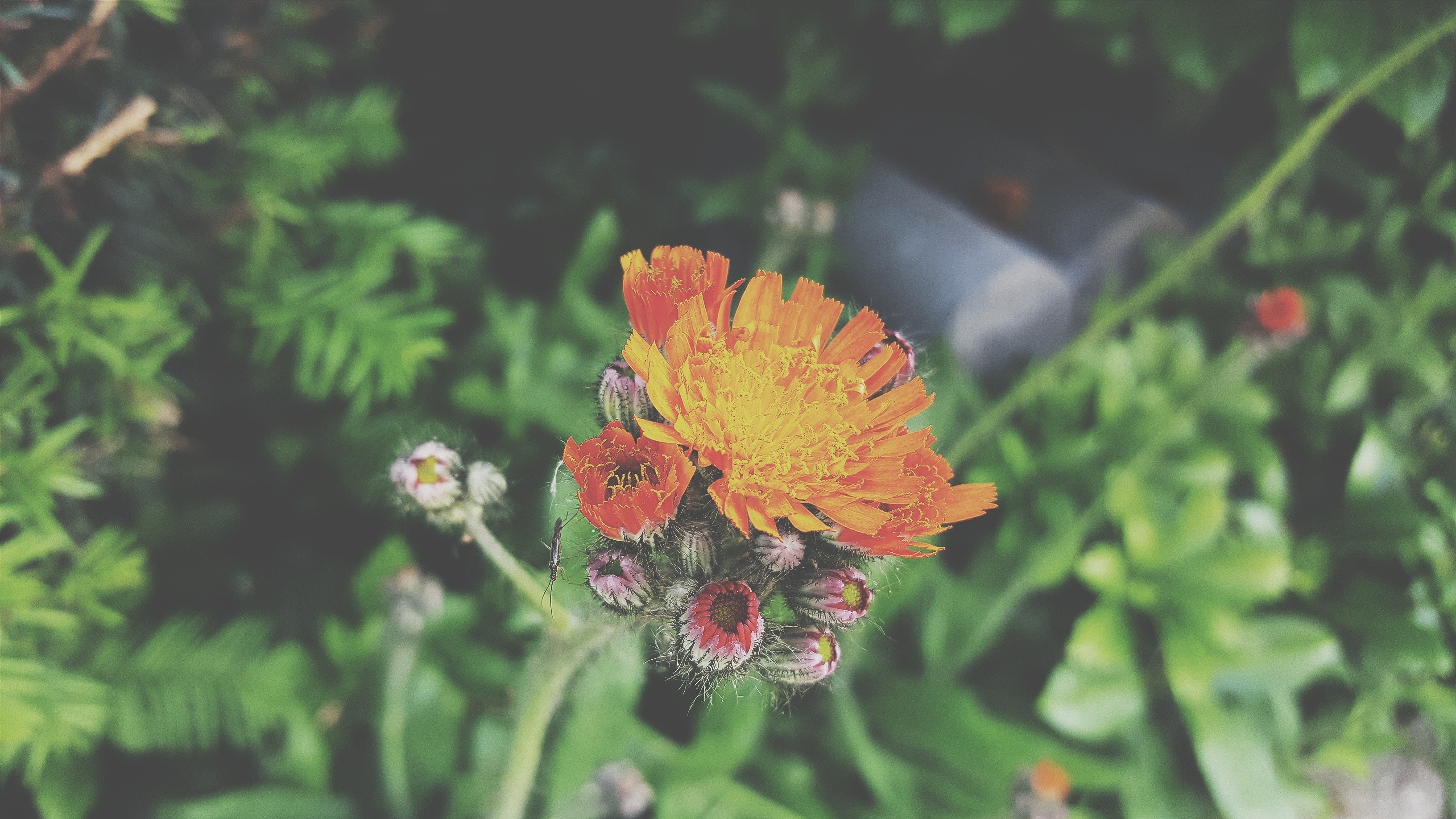 Orange hawkweed flower with buds and green foliage HD Wallpaper