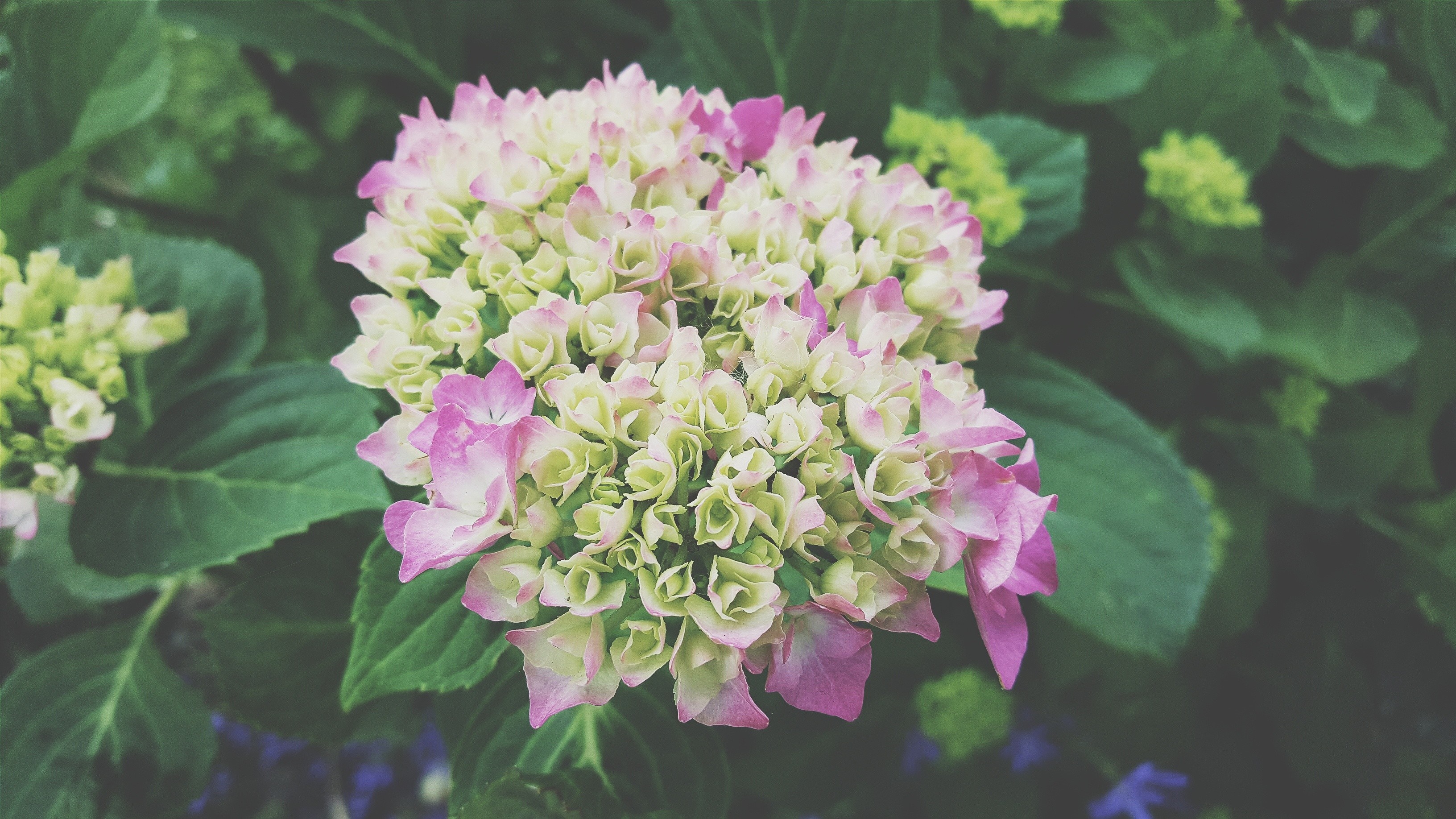 Pink and white hydrangea flowers with green leaves HD Wallpaper