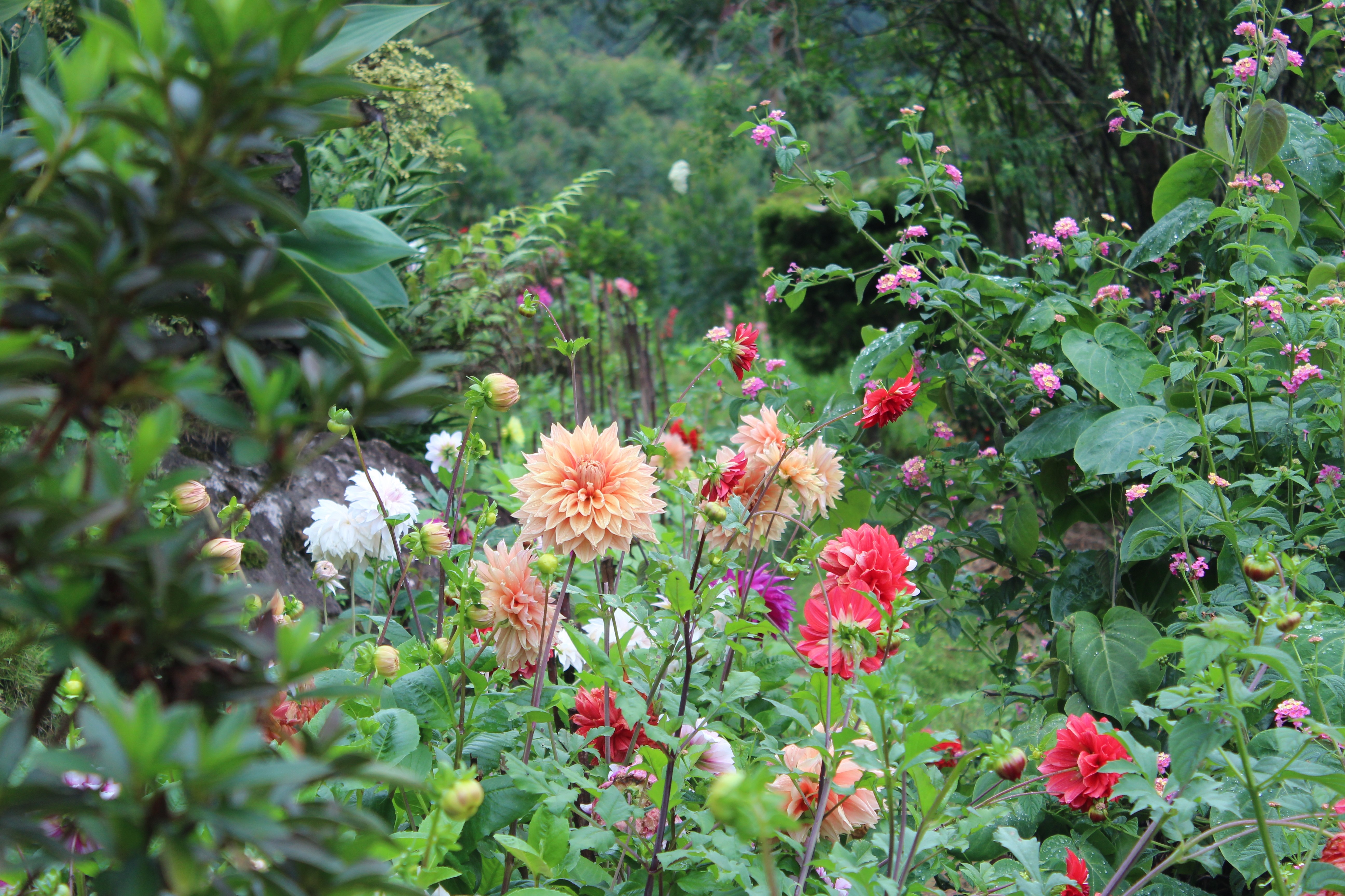 A vibrant garden filled with blooming dahlias and other flowers. HD Wallpaper