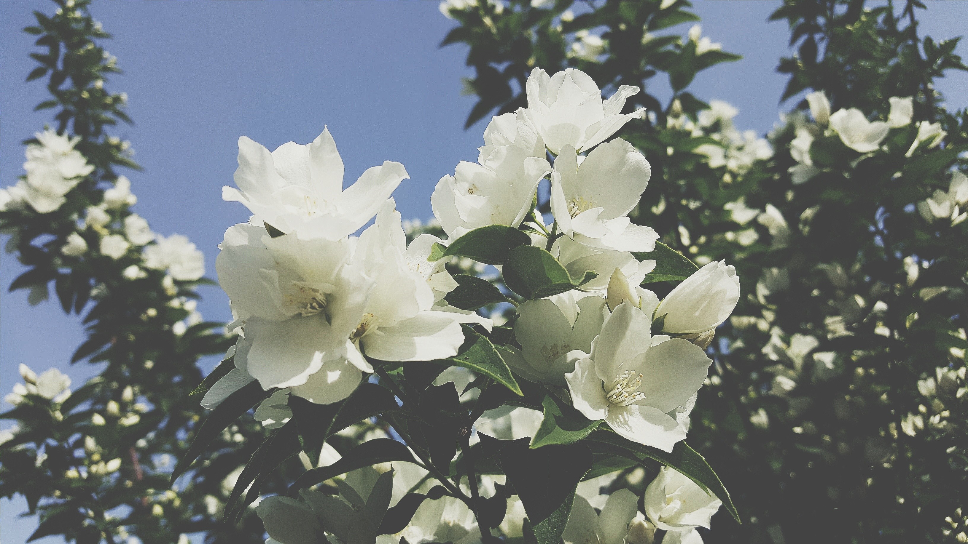 White jasmine flowers on a branch against a blue sky HD Wallpaper