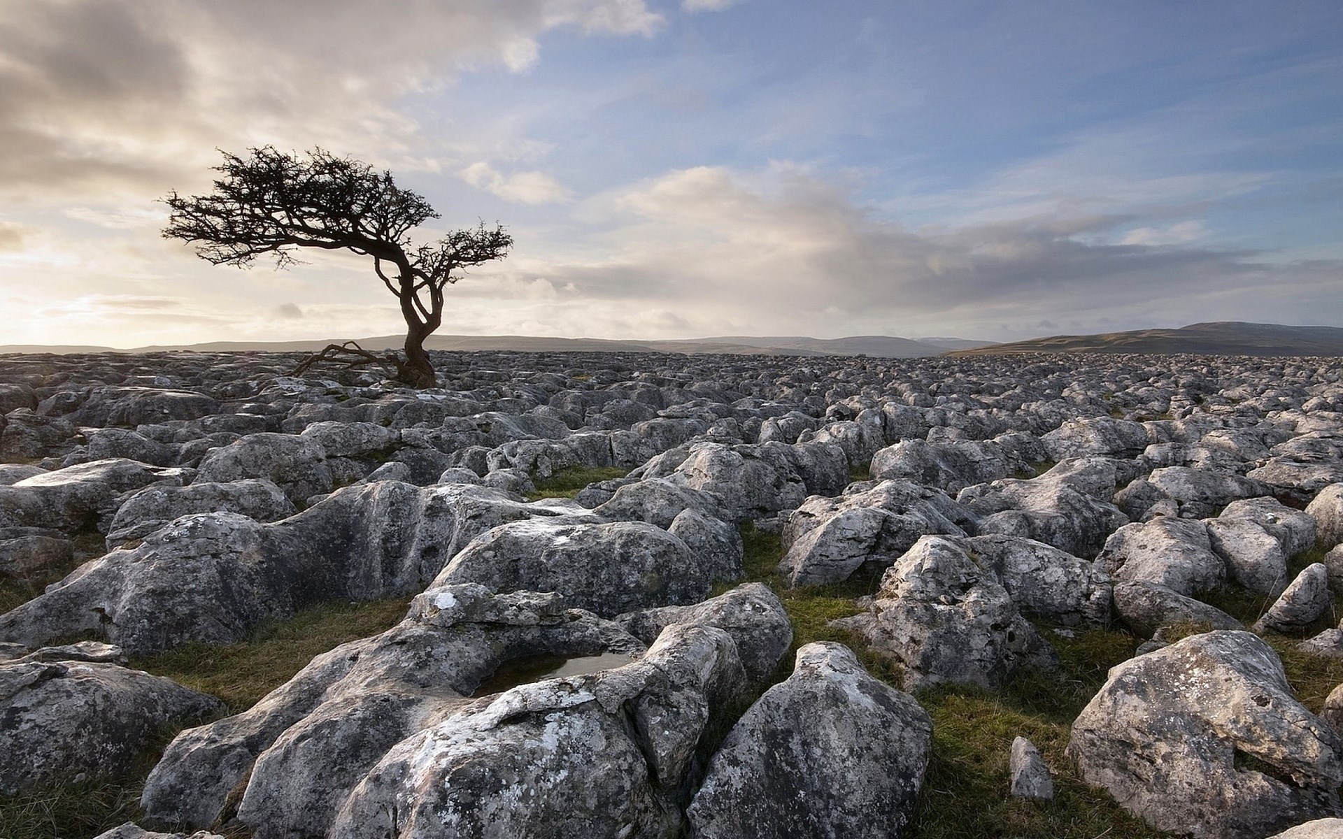 Lone tree on a rocky limestone pavement HD Wallpaper