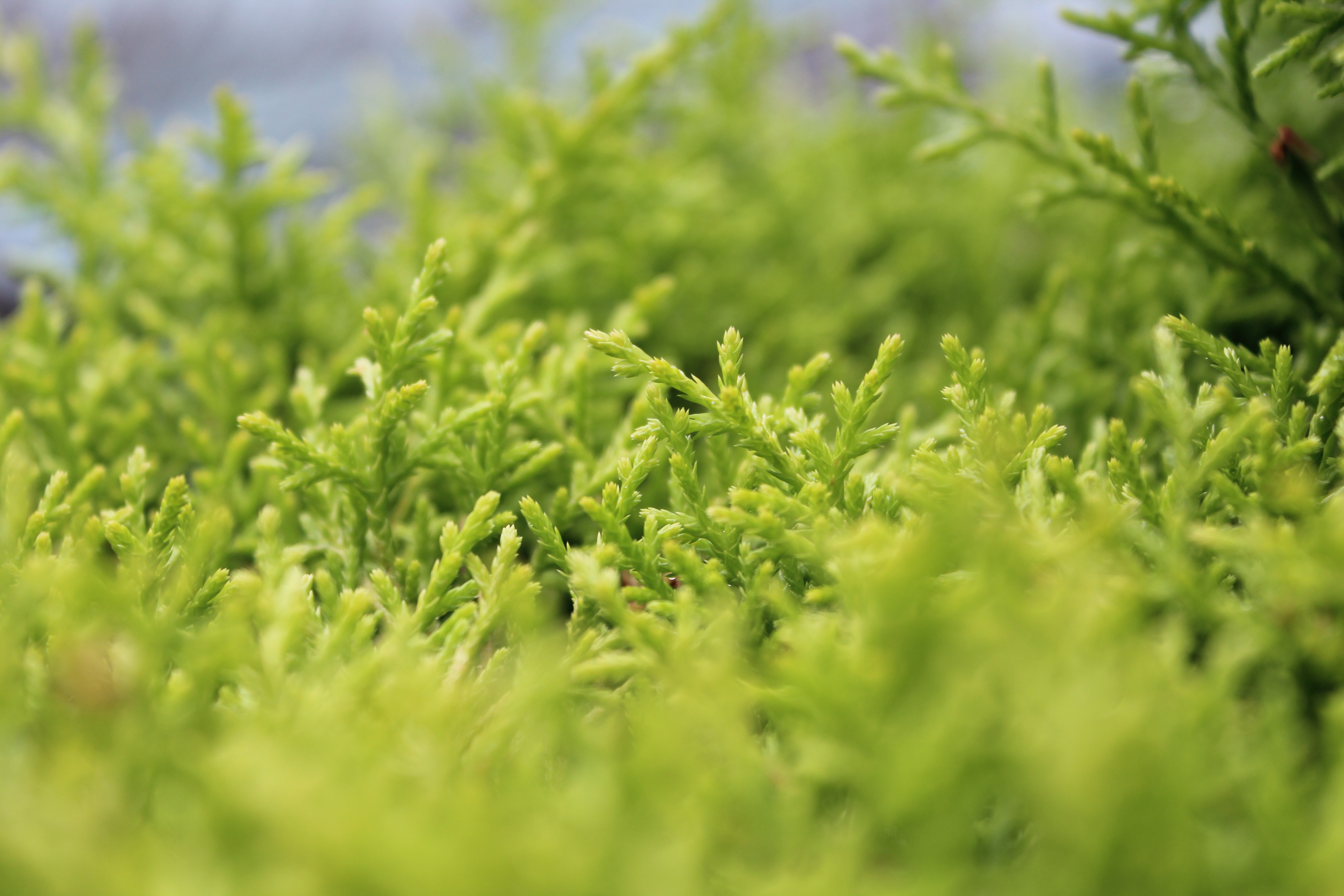 Close-up of green coniferous branches HD Wallpaper