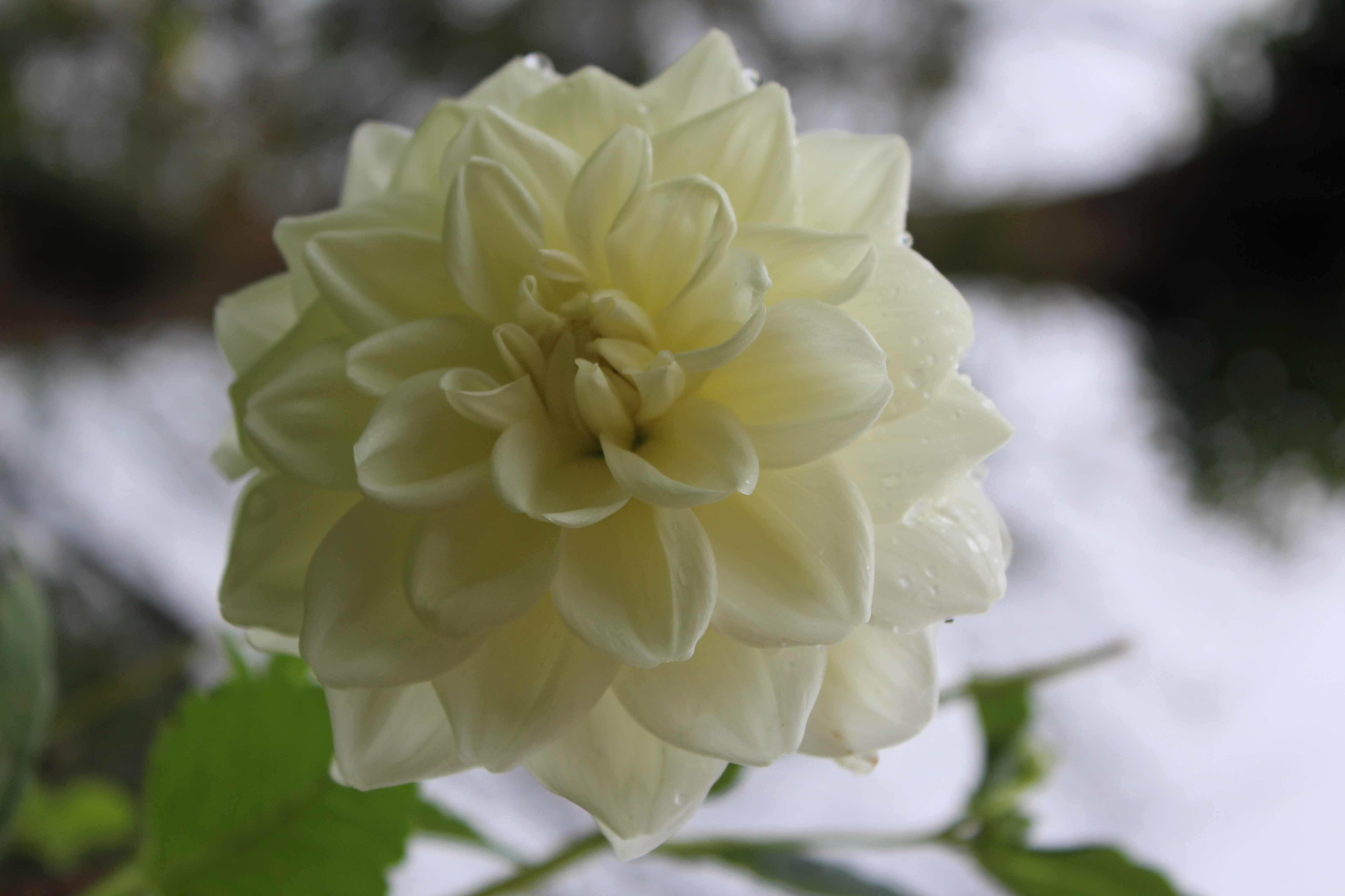Close-up of a pale yellow dahlia flower with water droplets HD Wallpaper