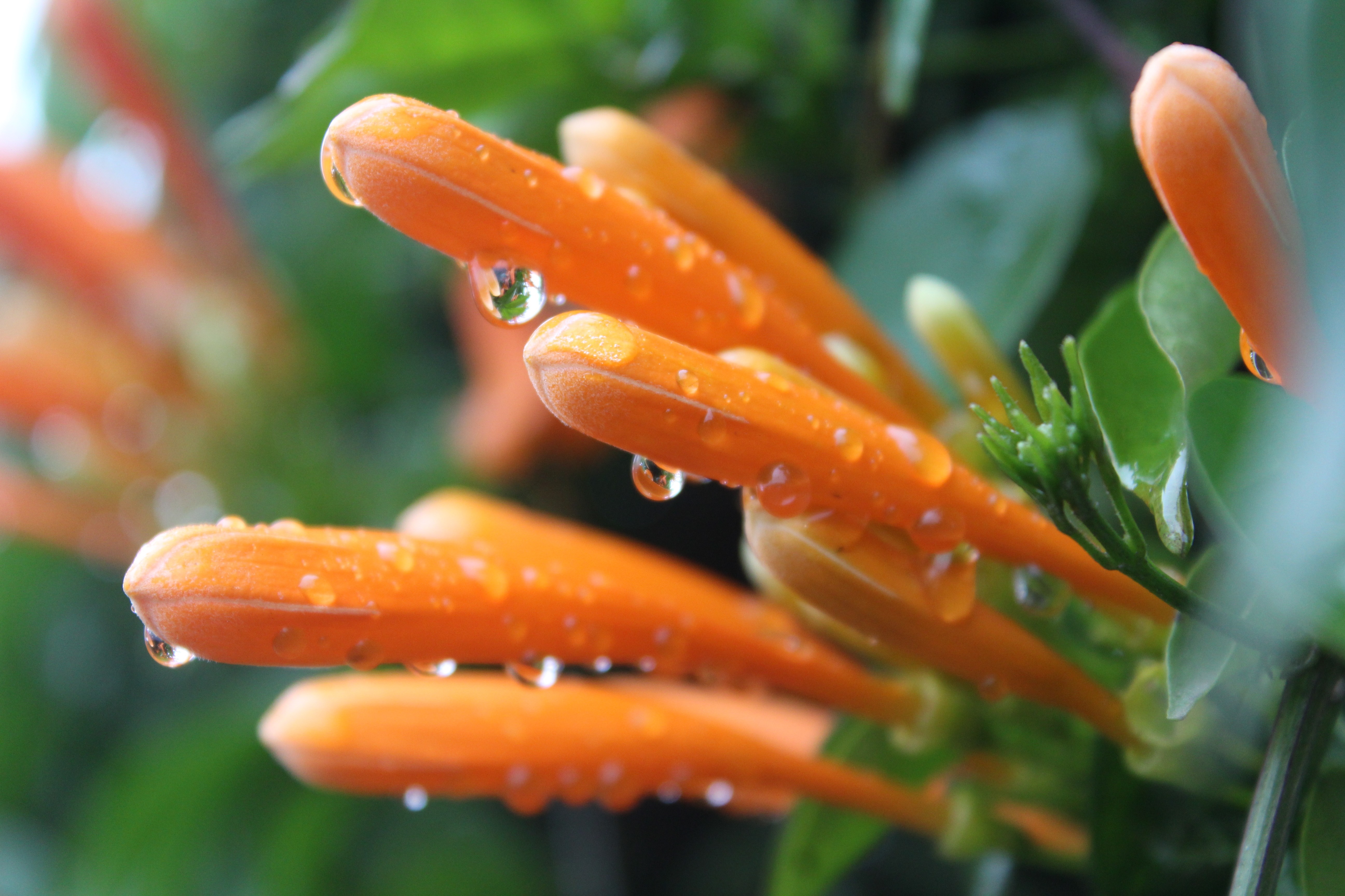 Orange trumpet flowers with water droplets HD Wallpaper