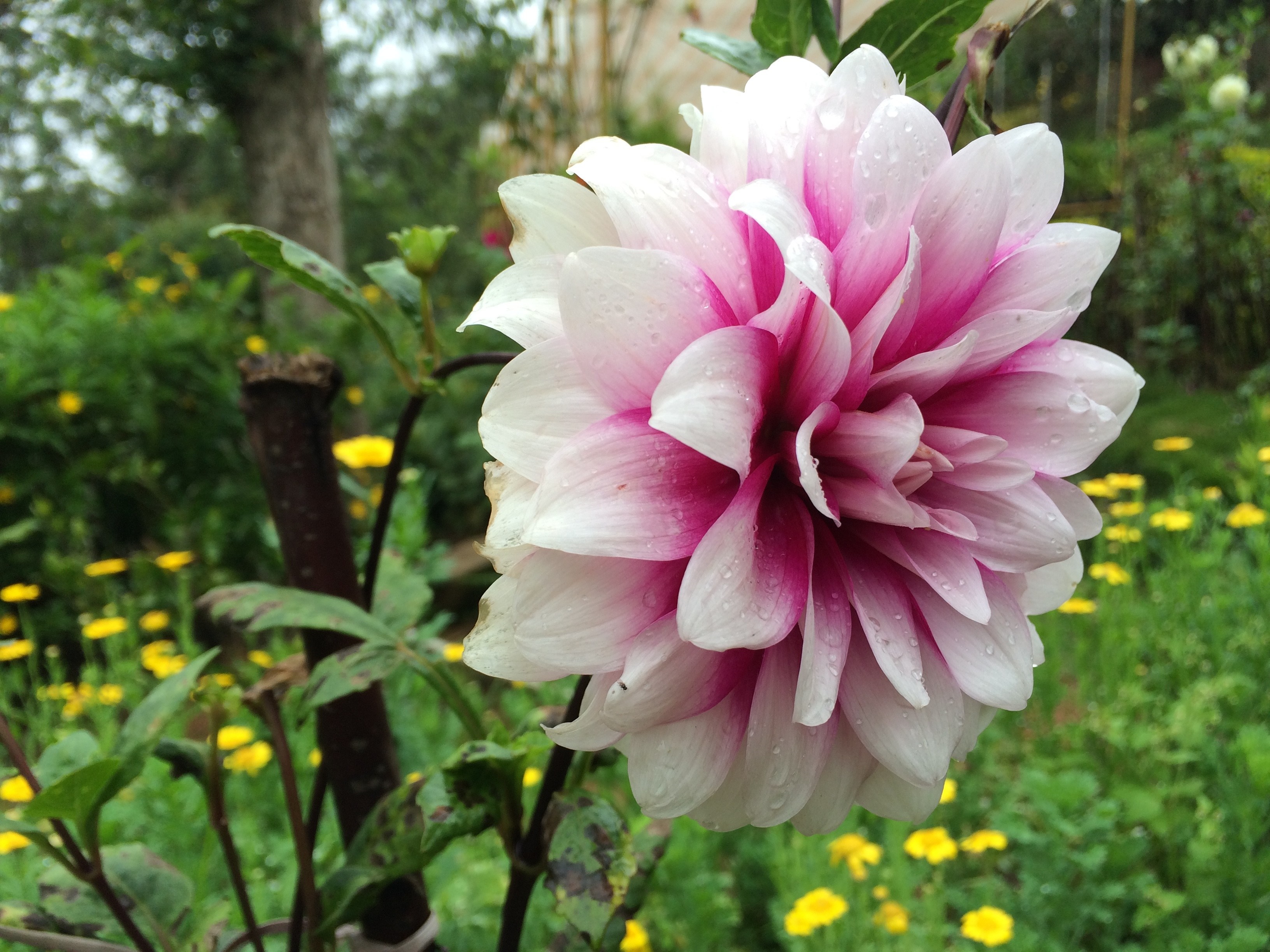 Pink and white dahlia flower with water droplets HD Wallpaper