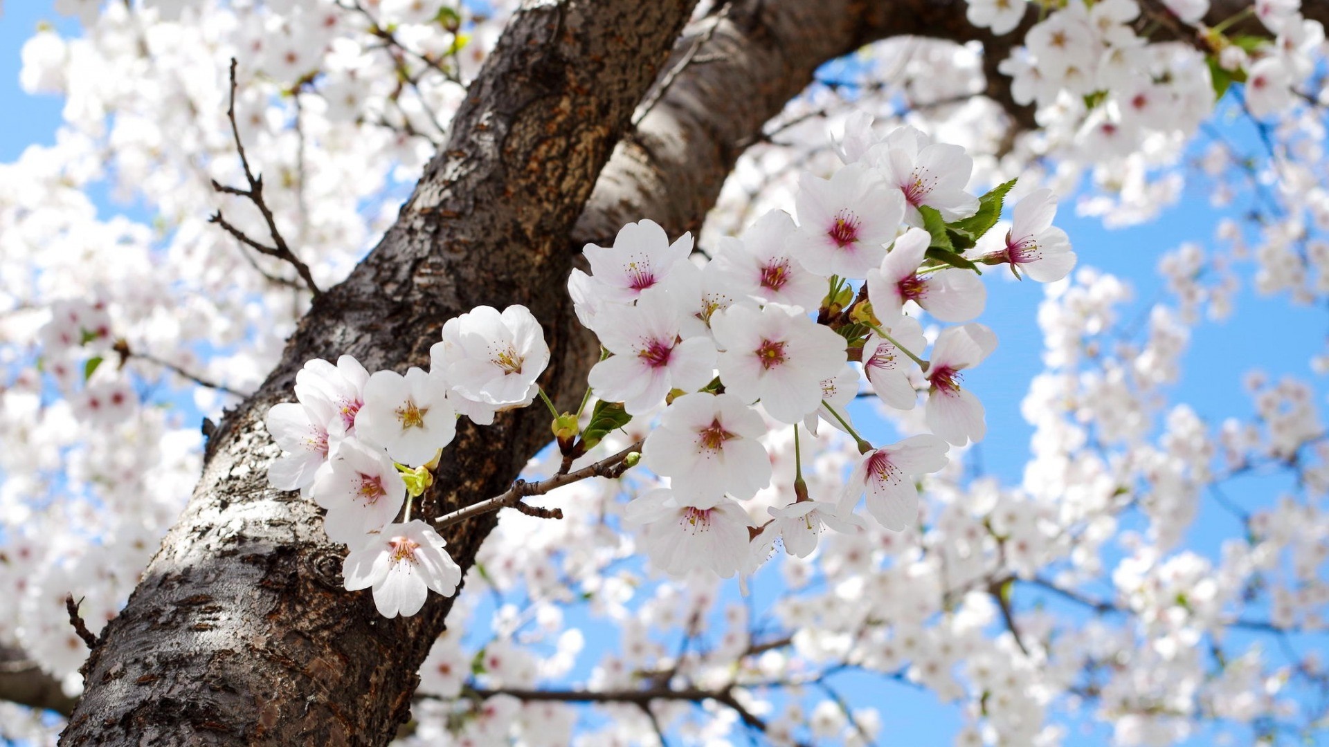 Cherry blossoms on a tree branch against a blue sky HD Wallpaper