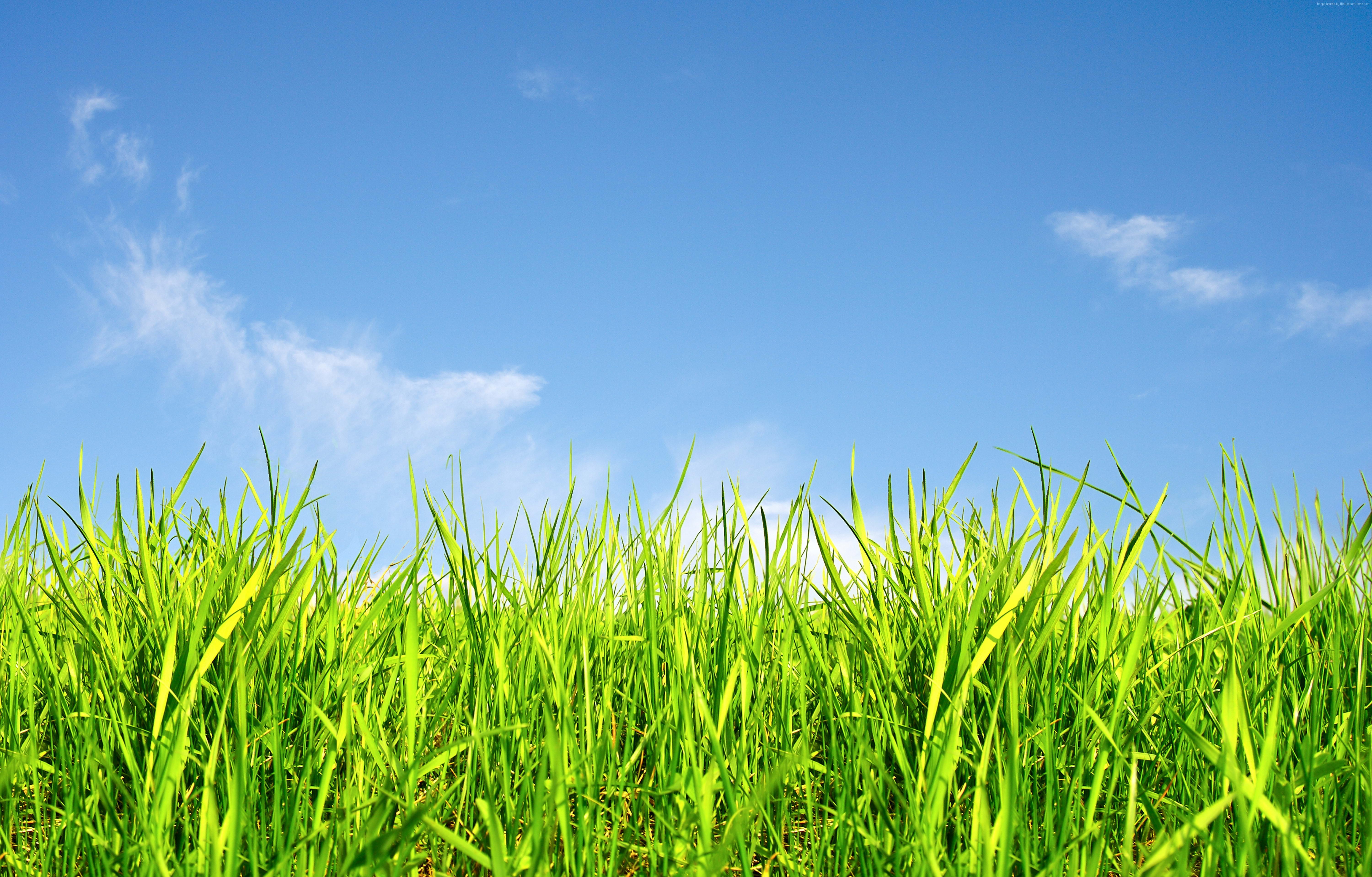 Green grass and blue sky HD Wallpaper