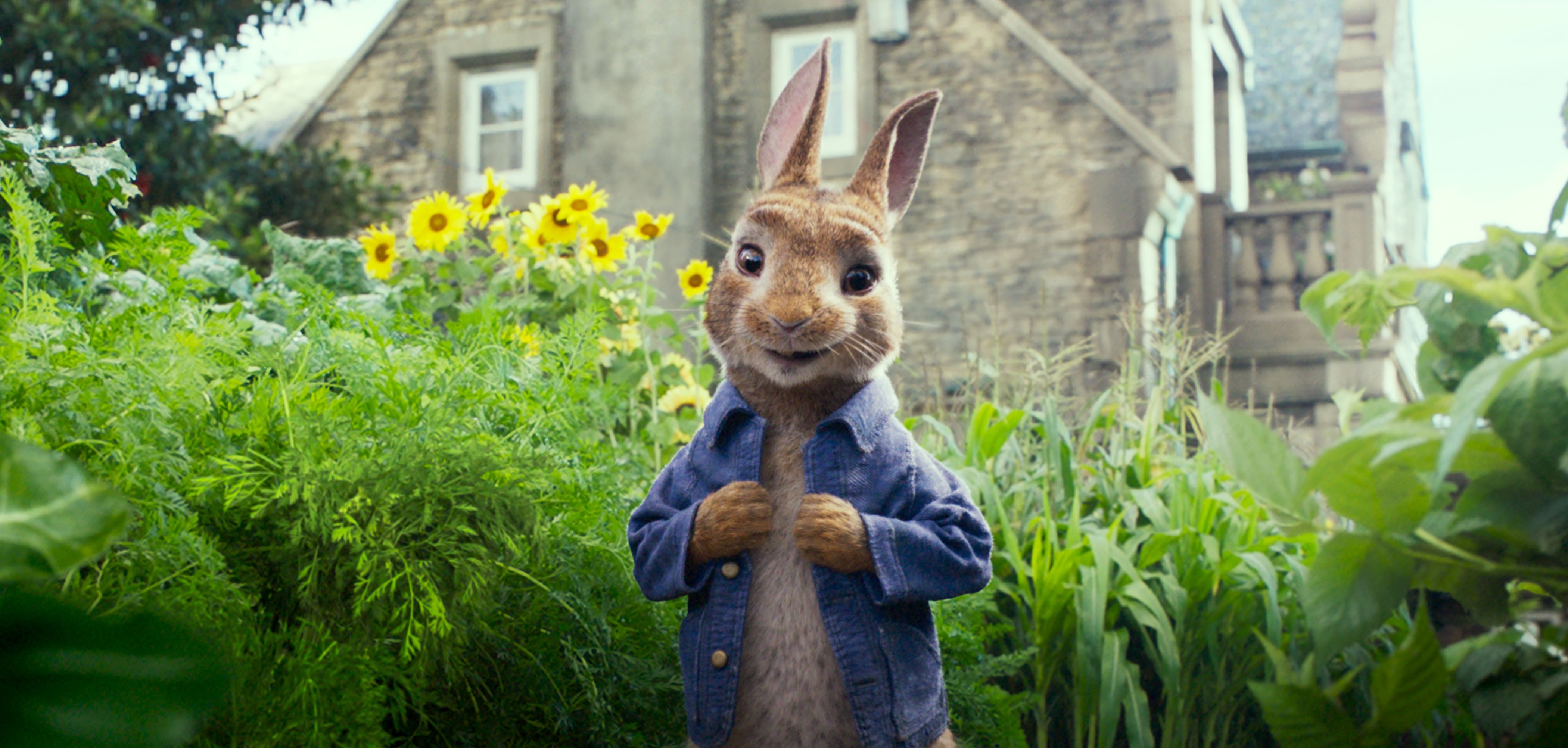 Peter Rabbit in a garden HD Wallpaper