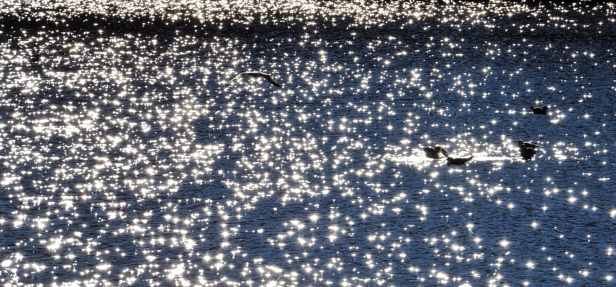 Sunlight on water with birds and a seagull flying HD Wallpaper