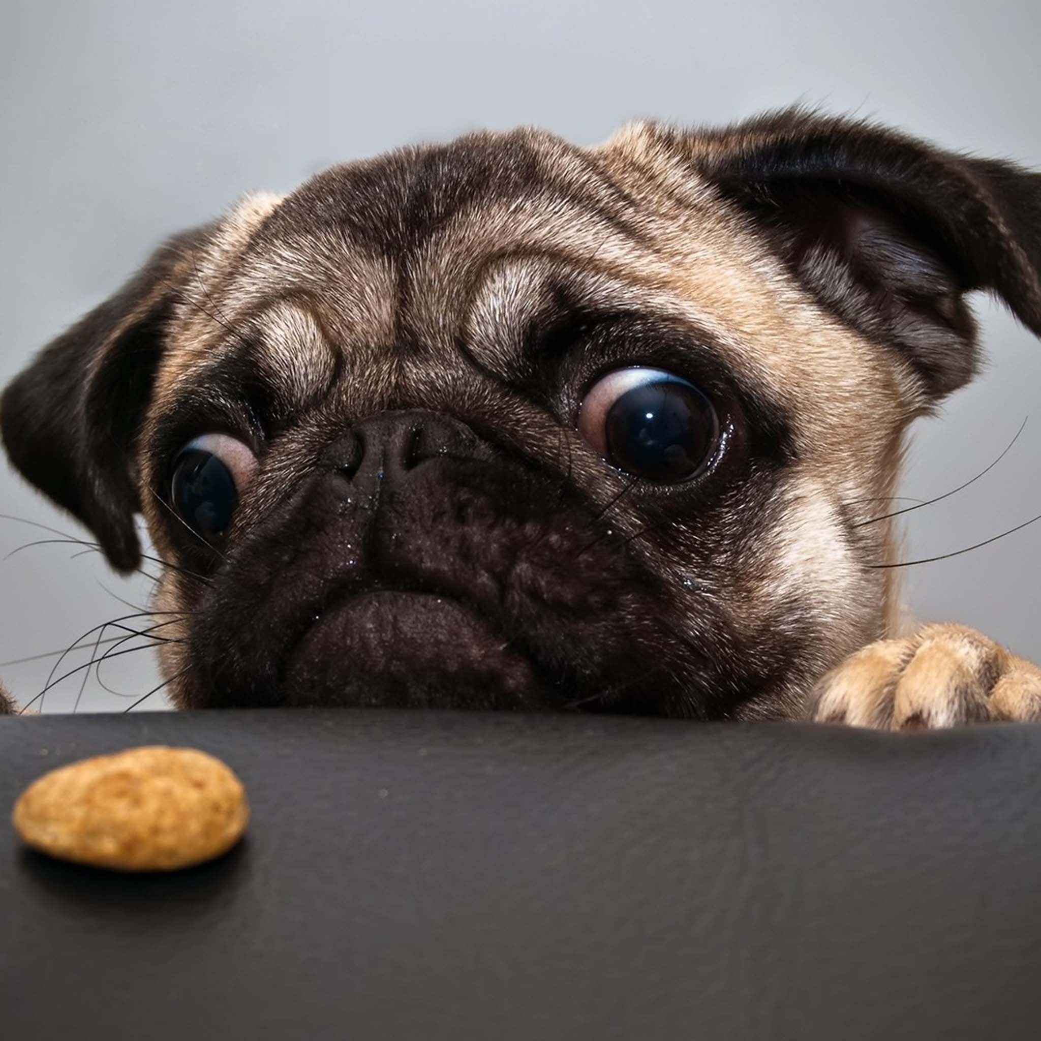 Close up of a pug puppy looking at a treat HD Wallpaper