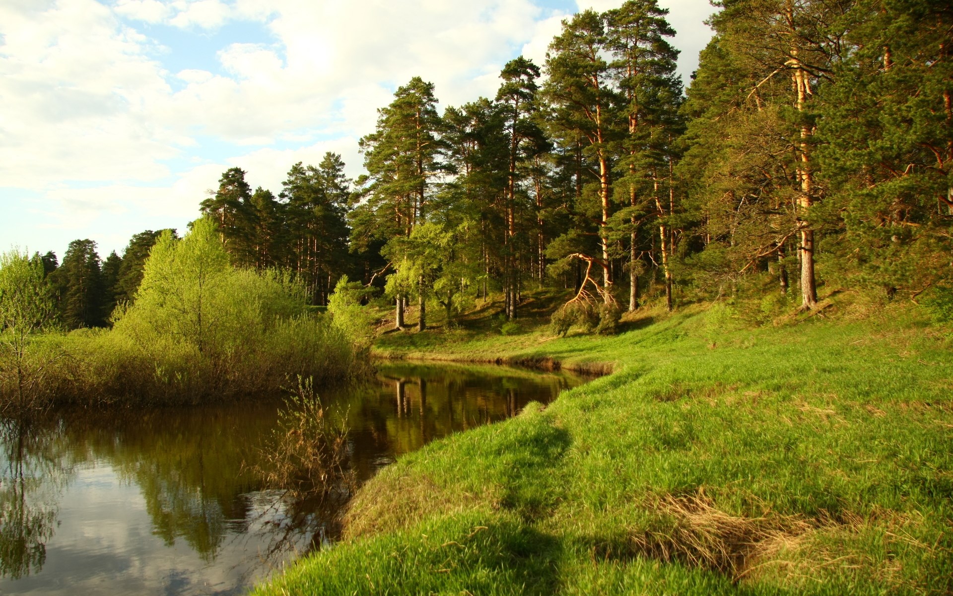 A riverbank lined with pine trees and green grass HD Wallpaper