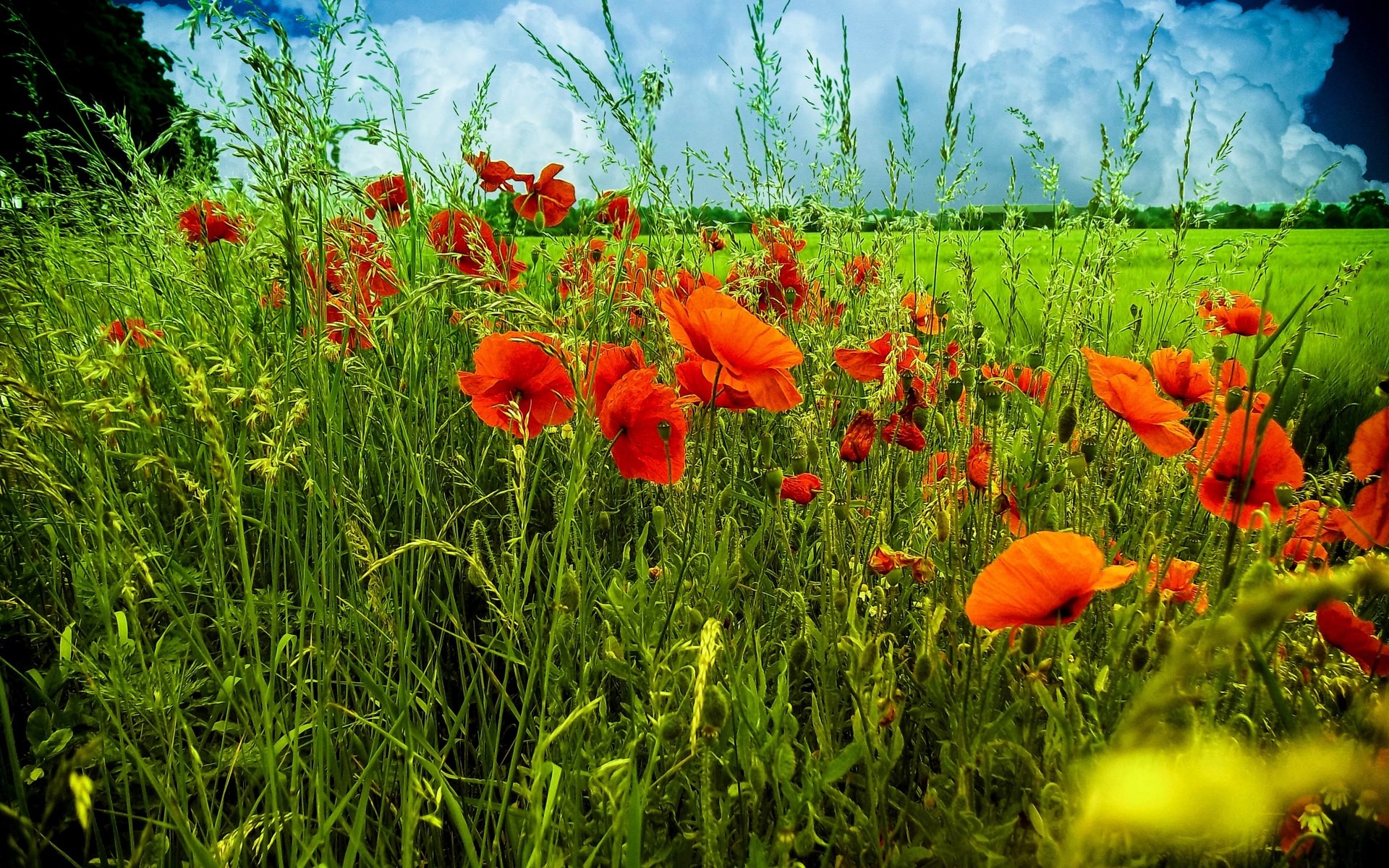 Field of red poppies and green grass under a cloudy sky HD Wallpaper