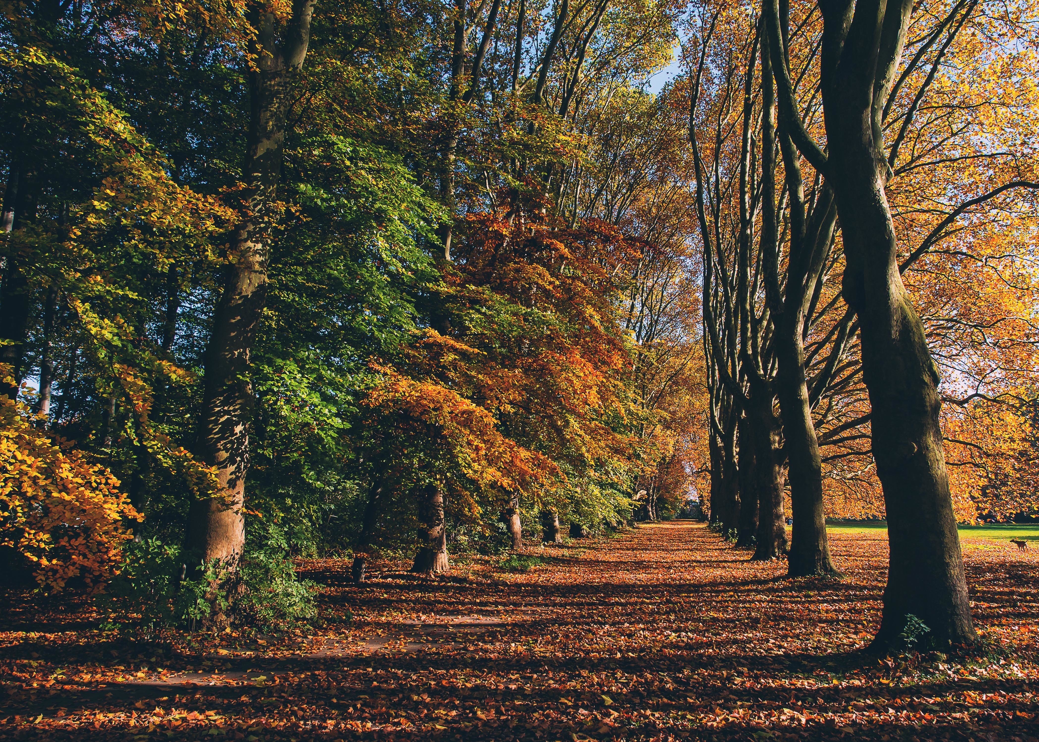 Autumn forest path with colorful leaves and tall trees HD Wallpaper