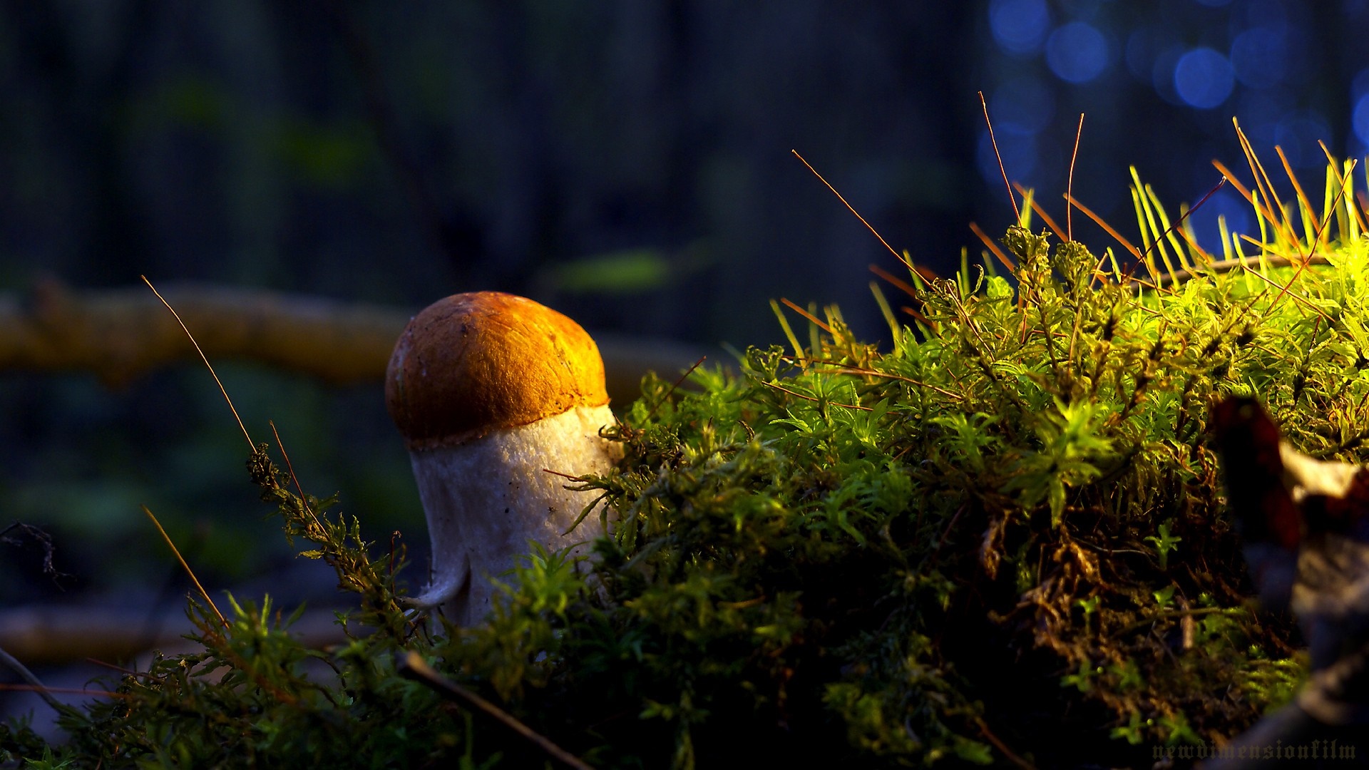 Mushroom growing in moss with sunlight HD Wallpaper