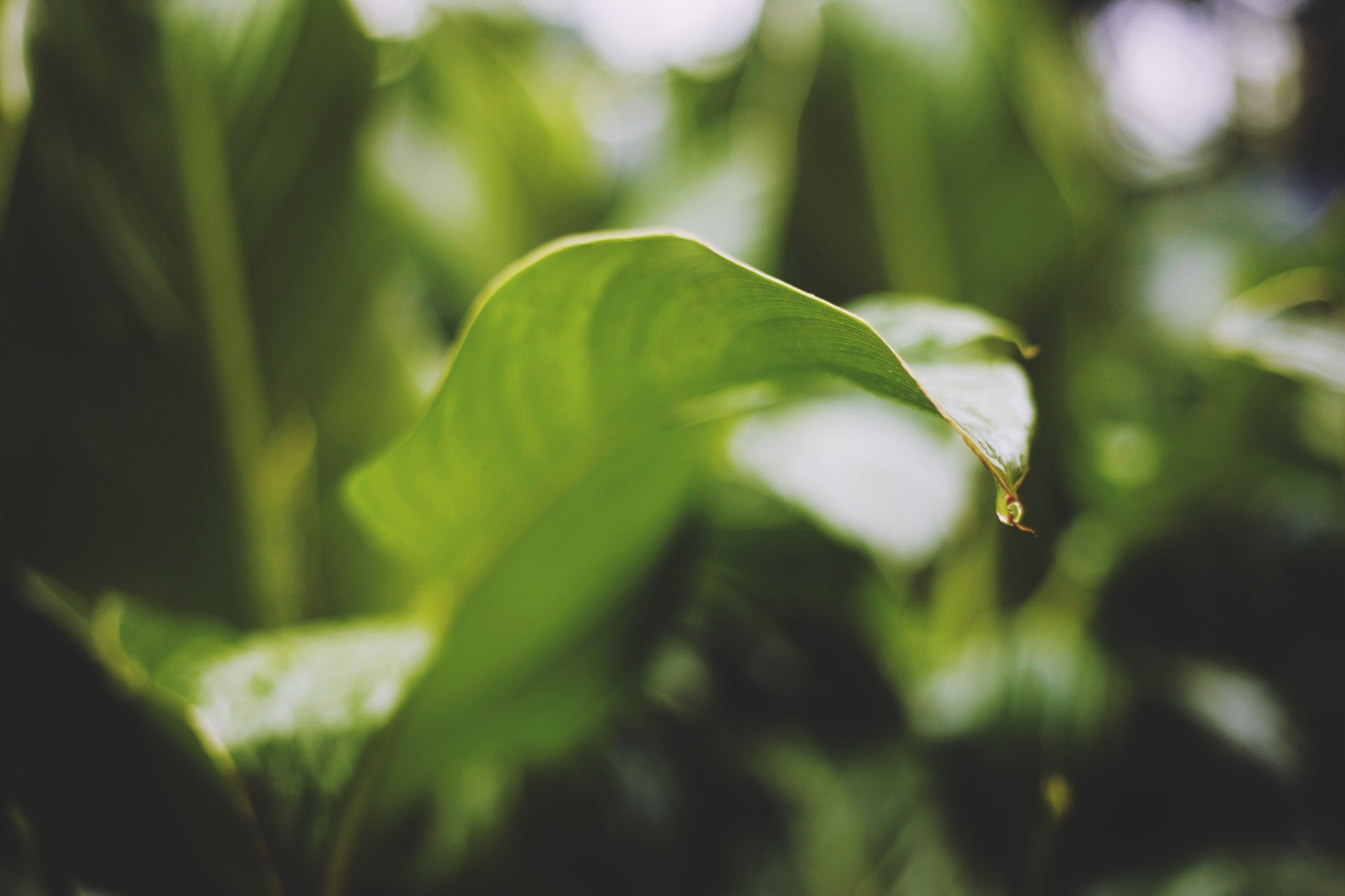 Close up of a green leaf with a water droplet HD Wallpaper