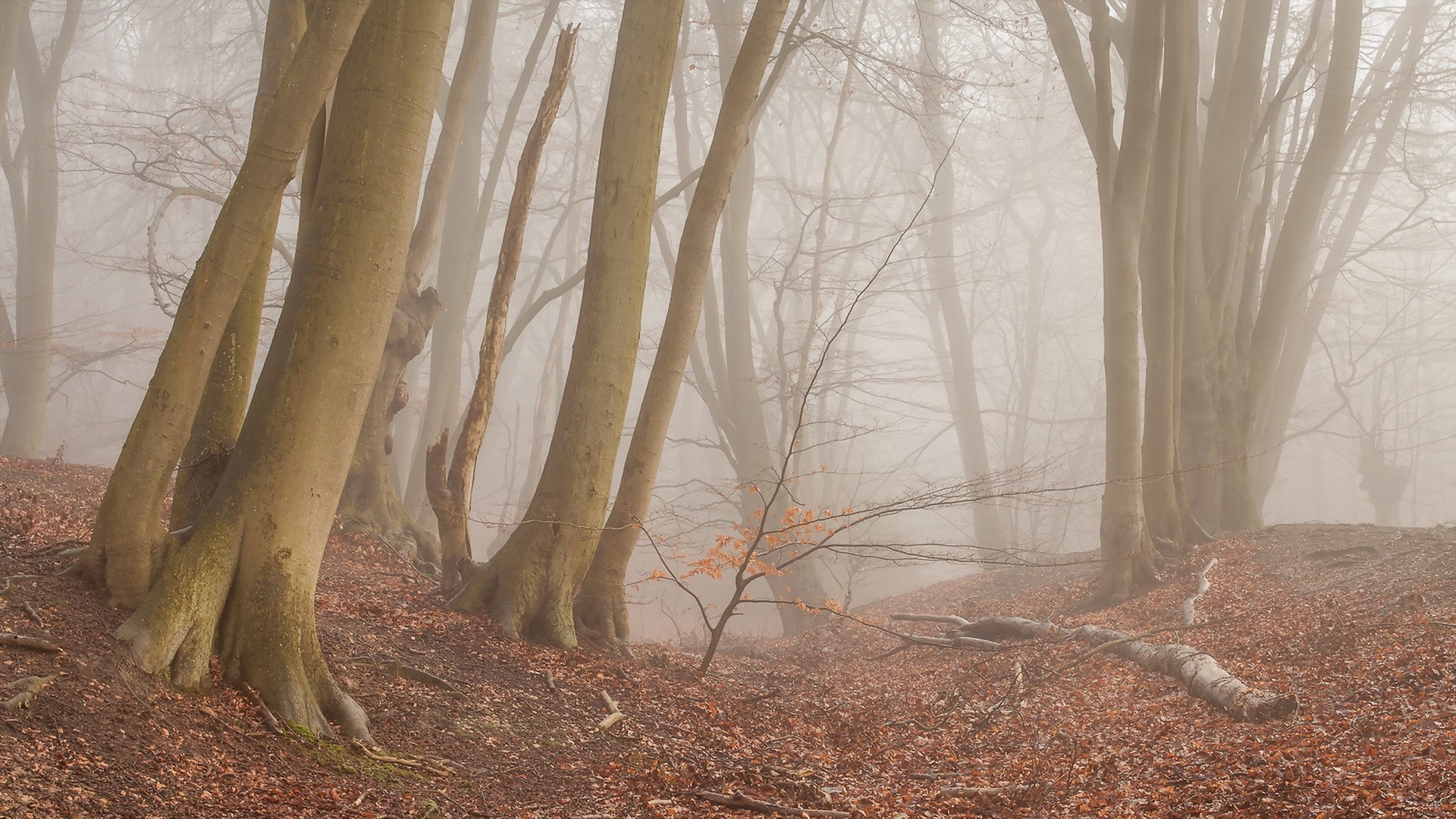 Misty forest with bare trees and fallen leaves HD Wallpaper