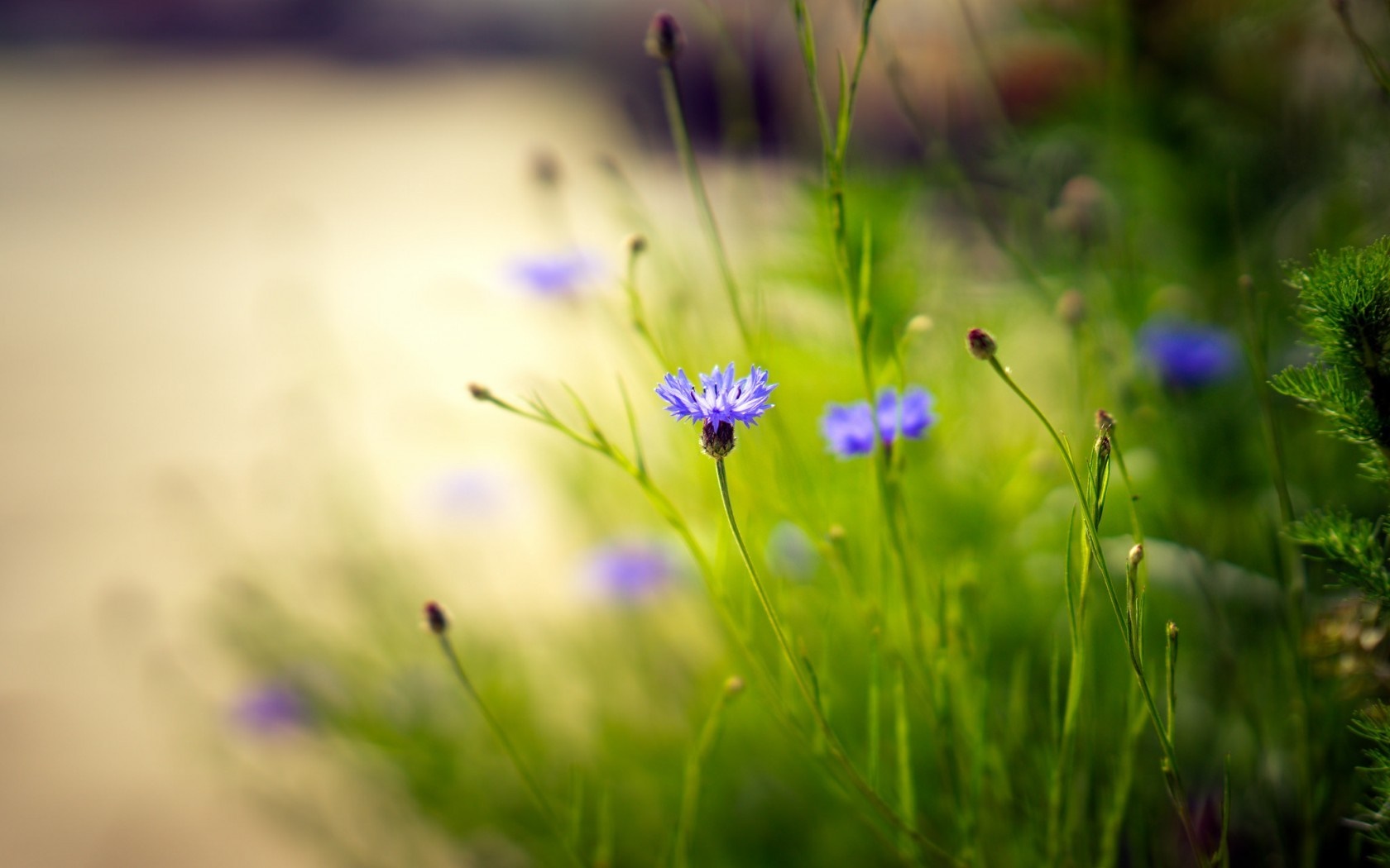 Close-up of a purple cornflower in a green field HD Wallpaper
