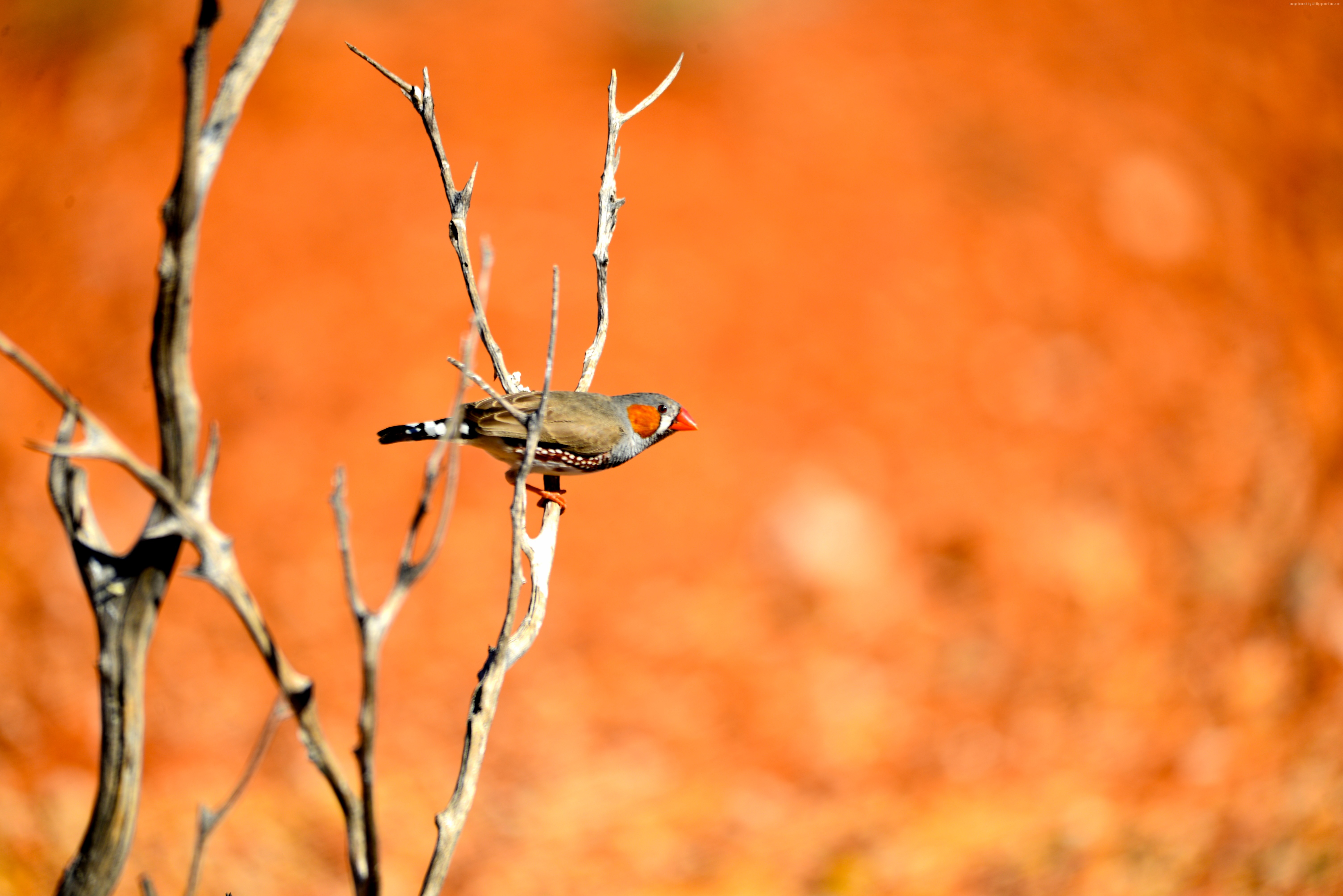 Zebra finch perched on a dry branch HD Wallpaper