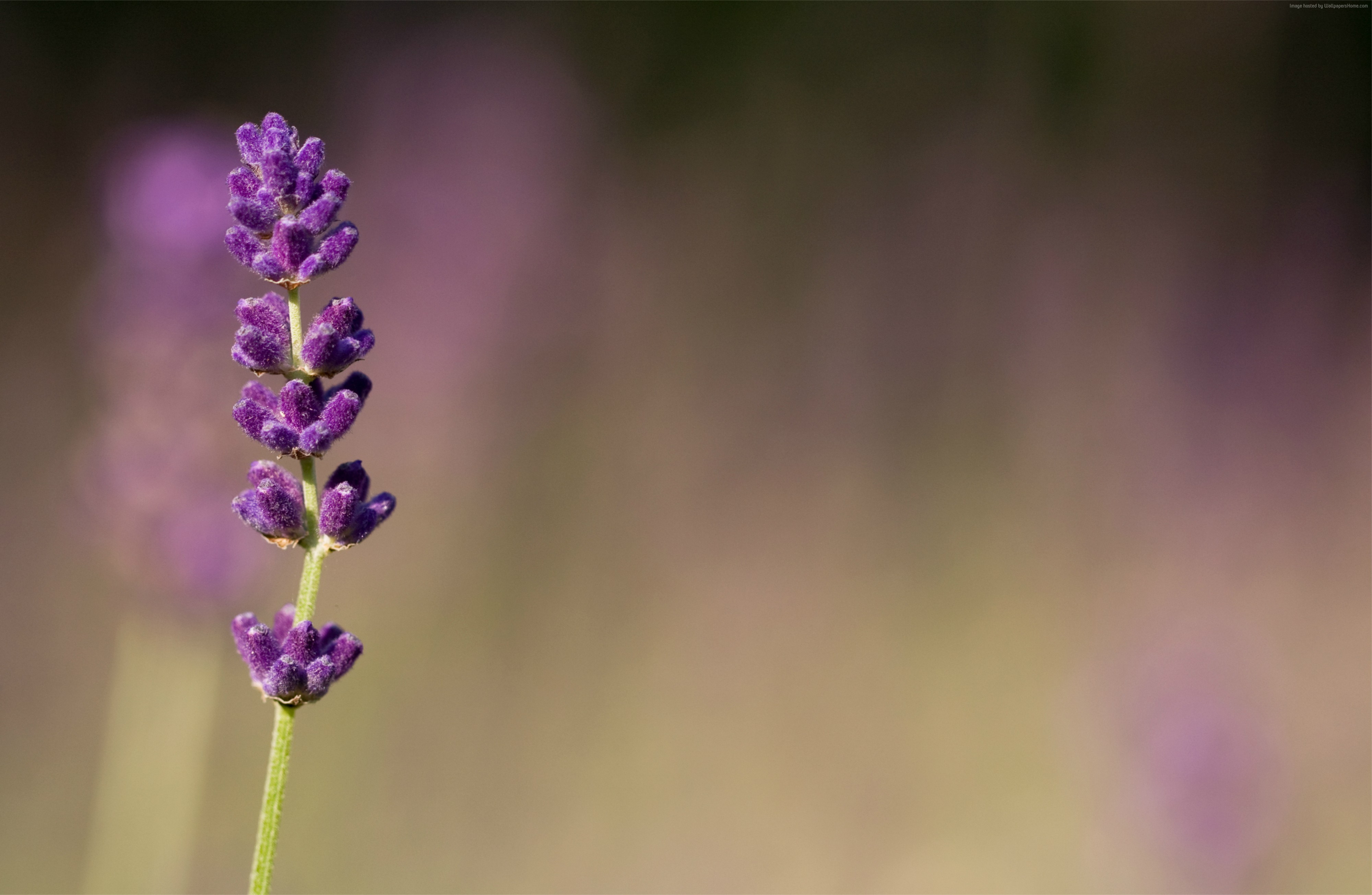 4K Macro shot of a lavender flower HD Wallpaper
