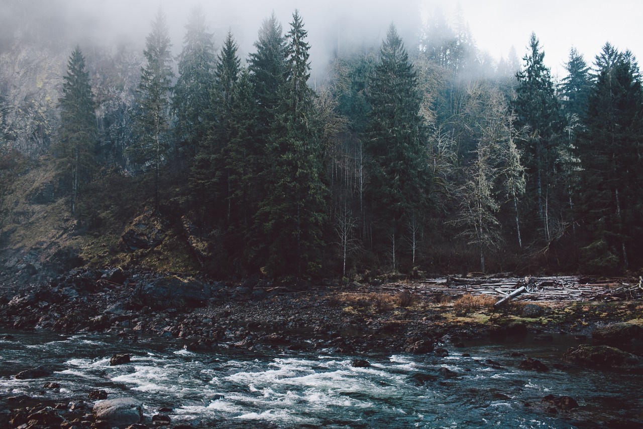 Misty forest with a river in the foreground HD Wallpaper