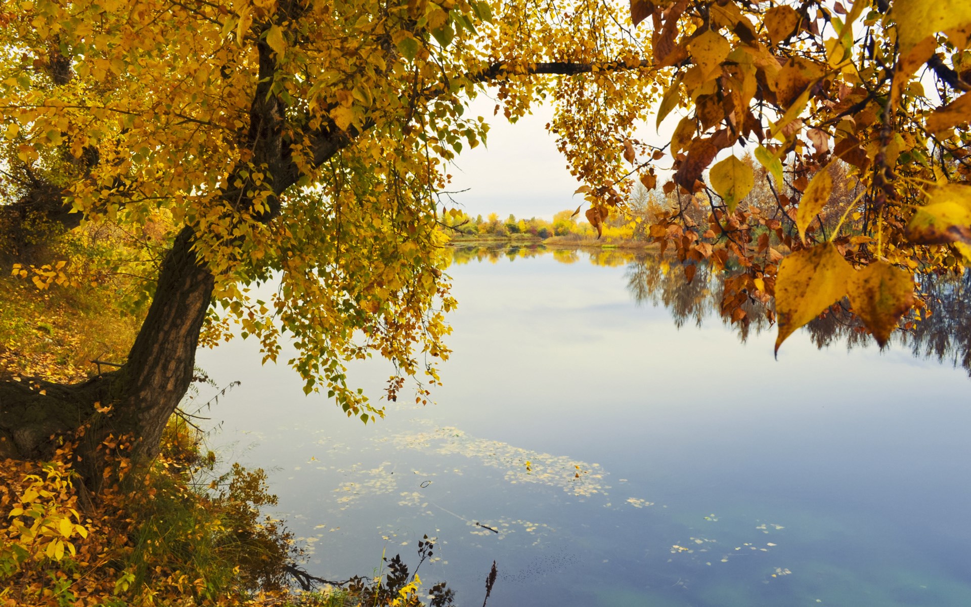Autumn tree branches over a calm lake HD Wallpaper
