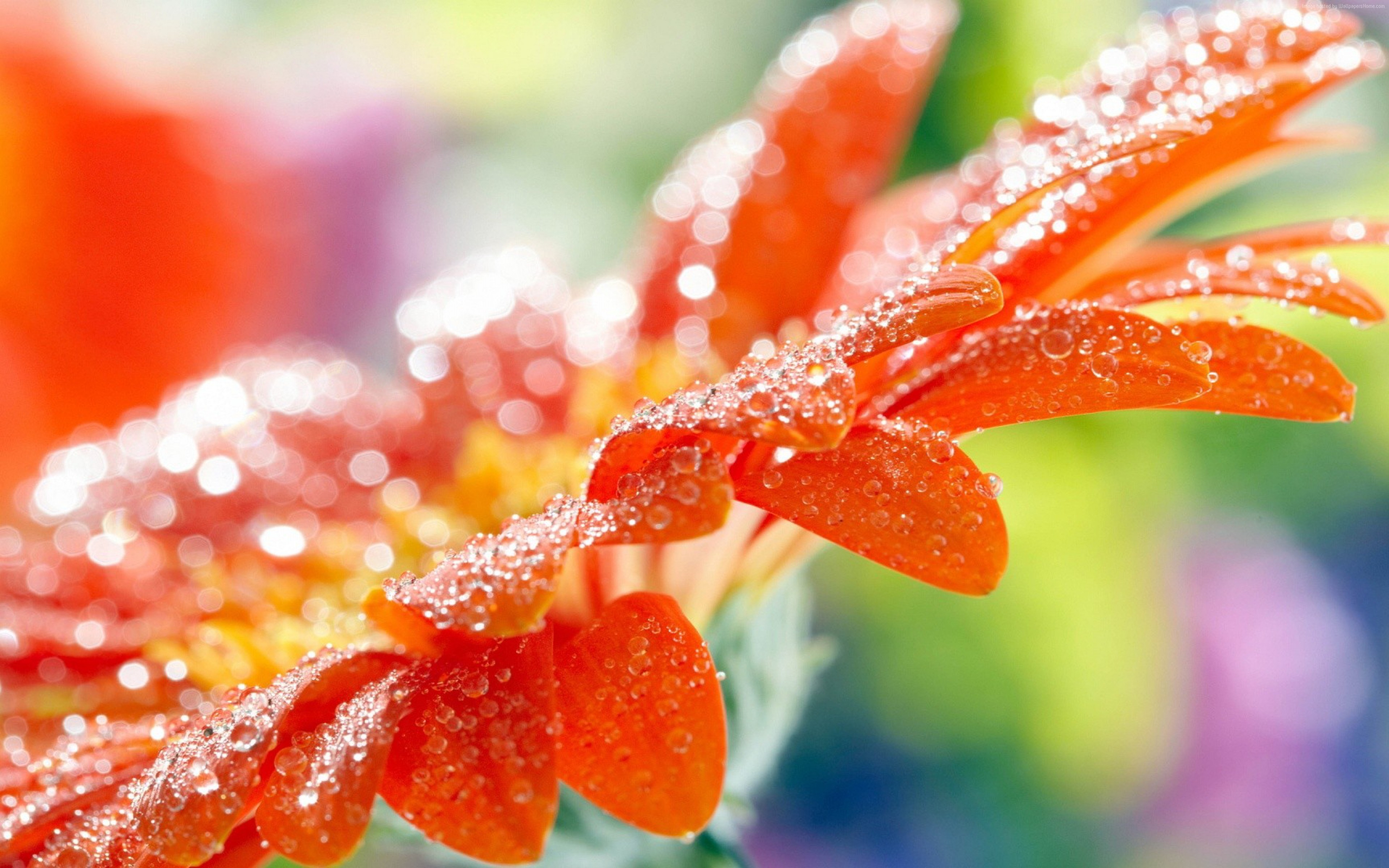 Macro shot of an orange flower with dew drops HD Wallpaper