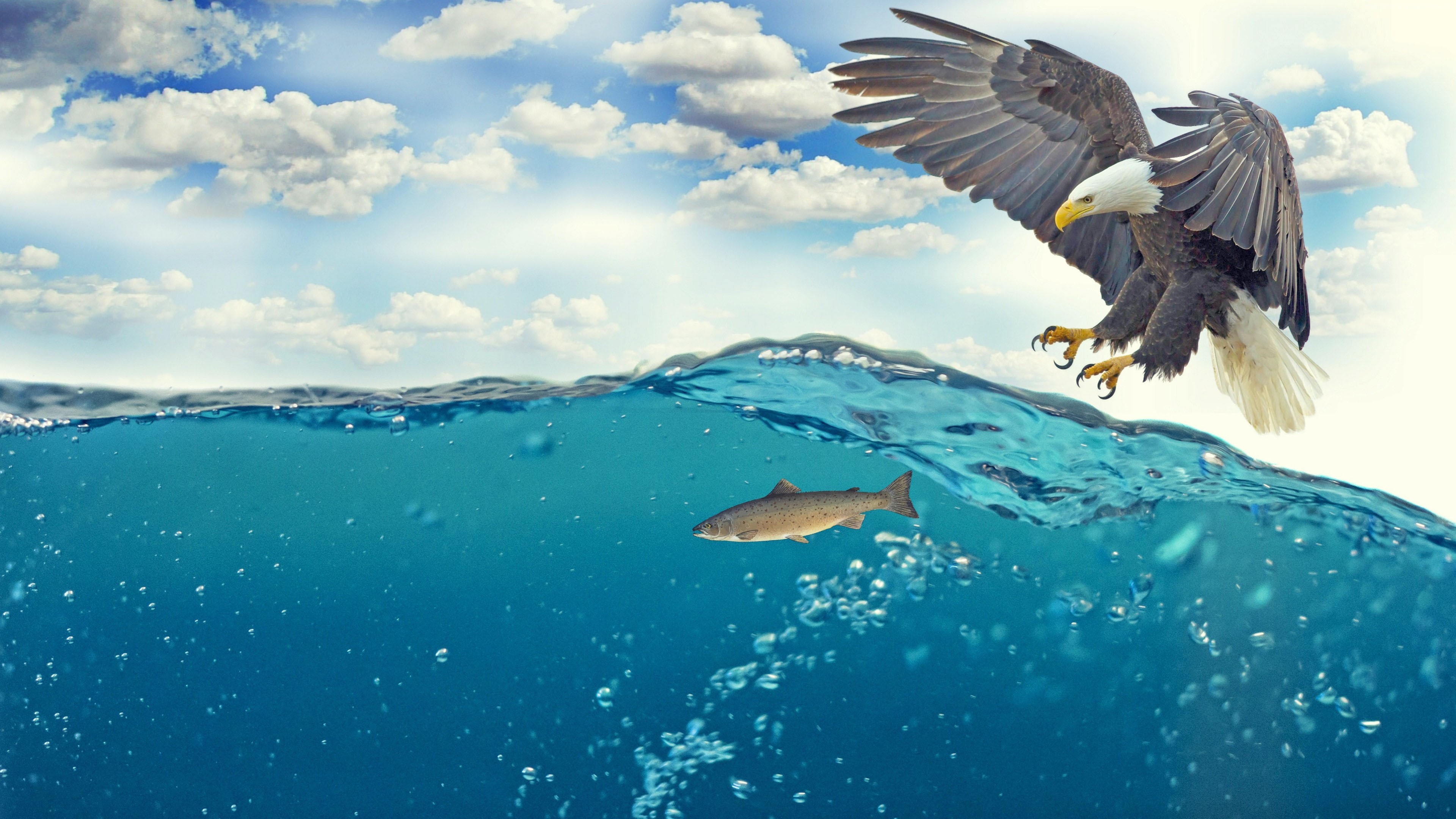 Eagle hunting a fish underwater HD Wallpaper