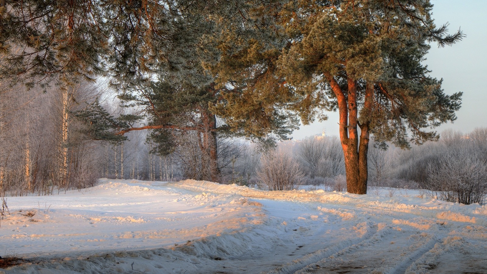 Winter forest road with pine trees and frost HD Wallpaper