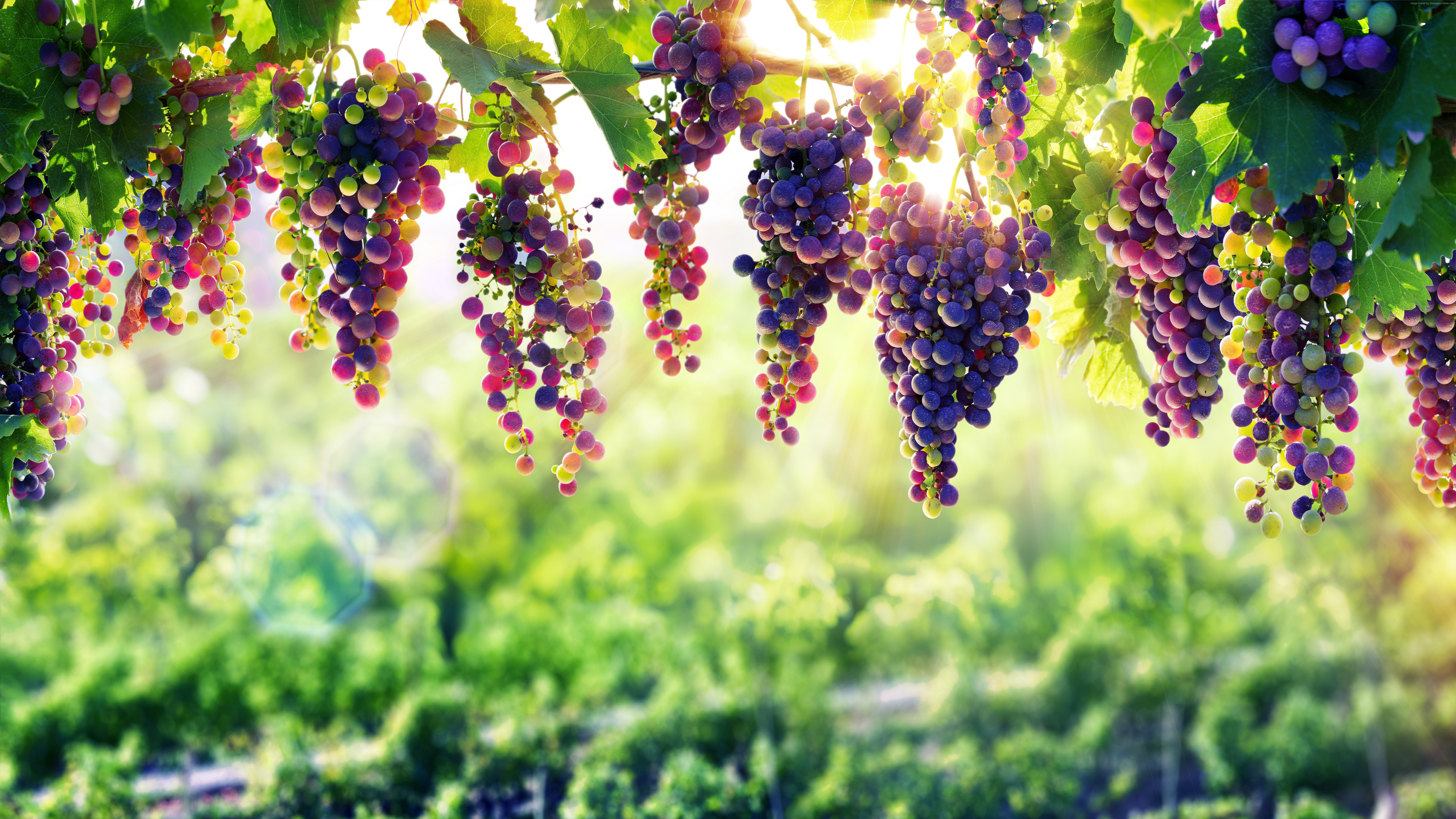 Bunches of ripe grapes hanging from vines HD Wallpaper