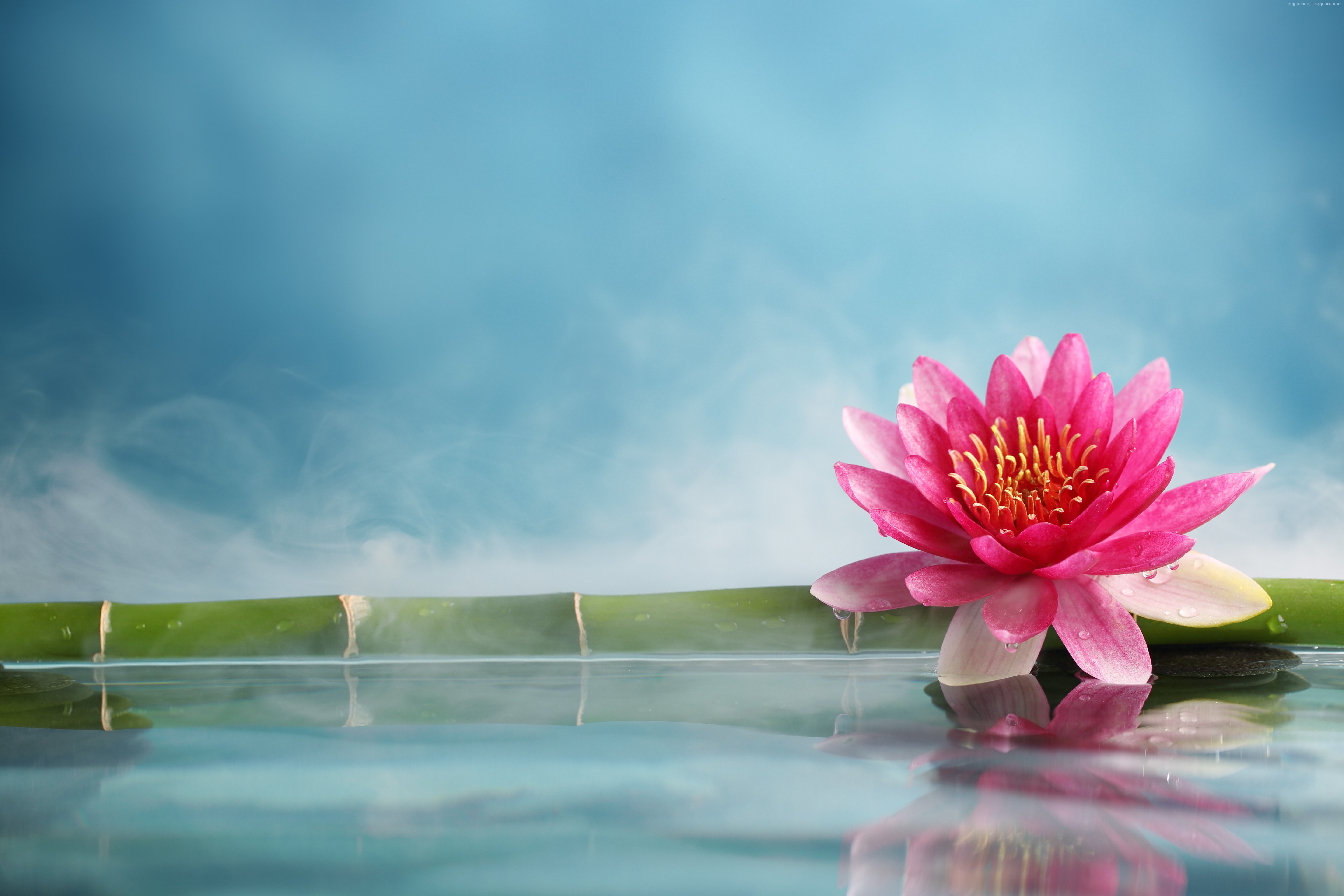 Pink lotus flower on bamboo with water reflection HD Wallpaper