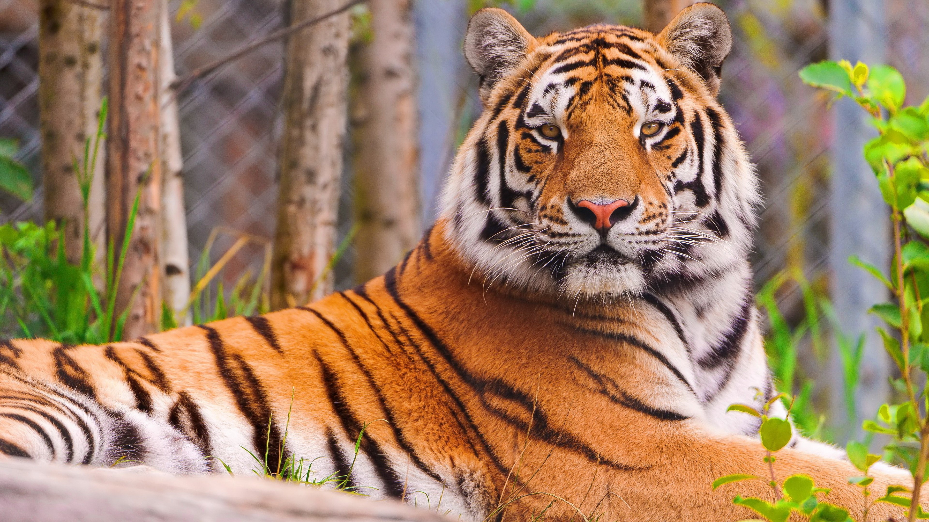 Tiger lying down in a grassy enclosure HD Wallpaper