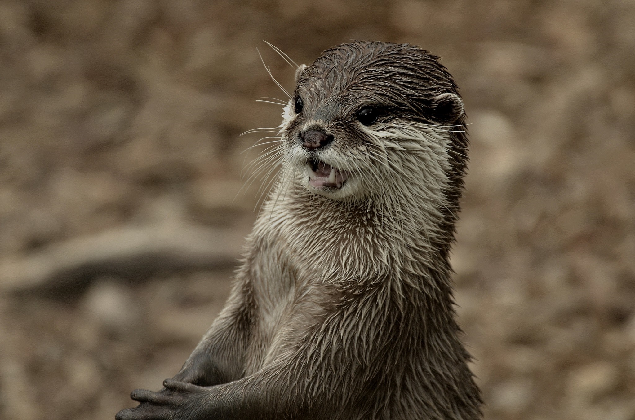 Close-up of a wet otter with mouth open HD Wallpaper