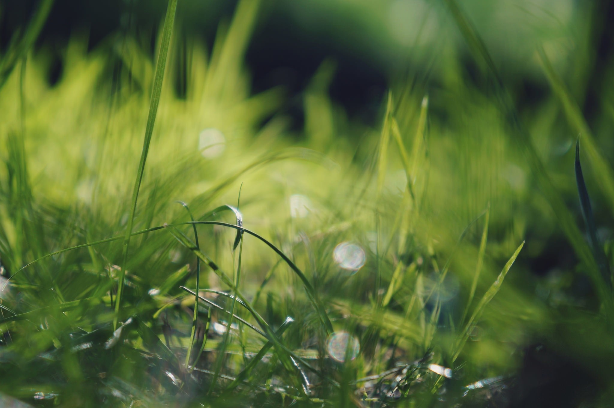 Close-up of green grass with sunlight bokeh HD Wallpaper