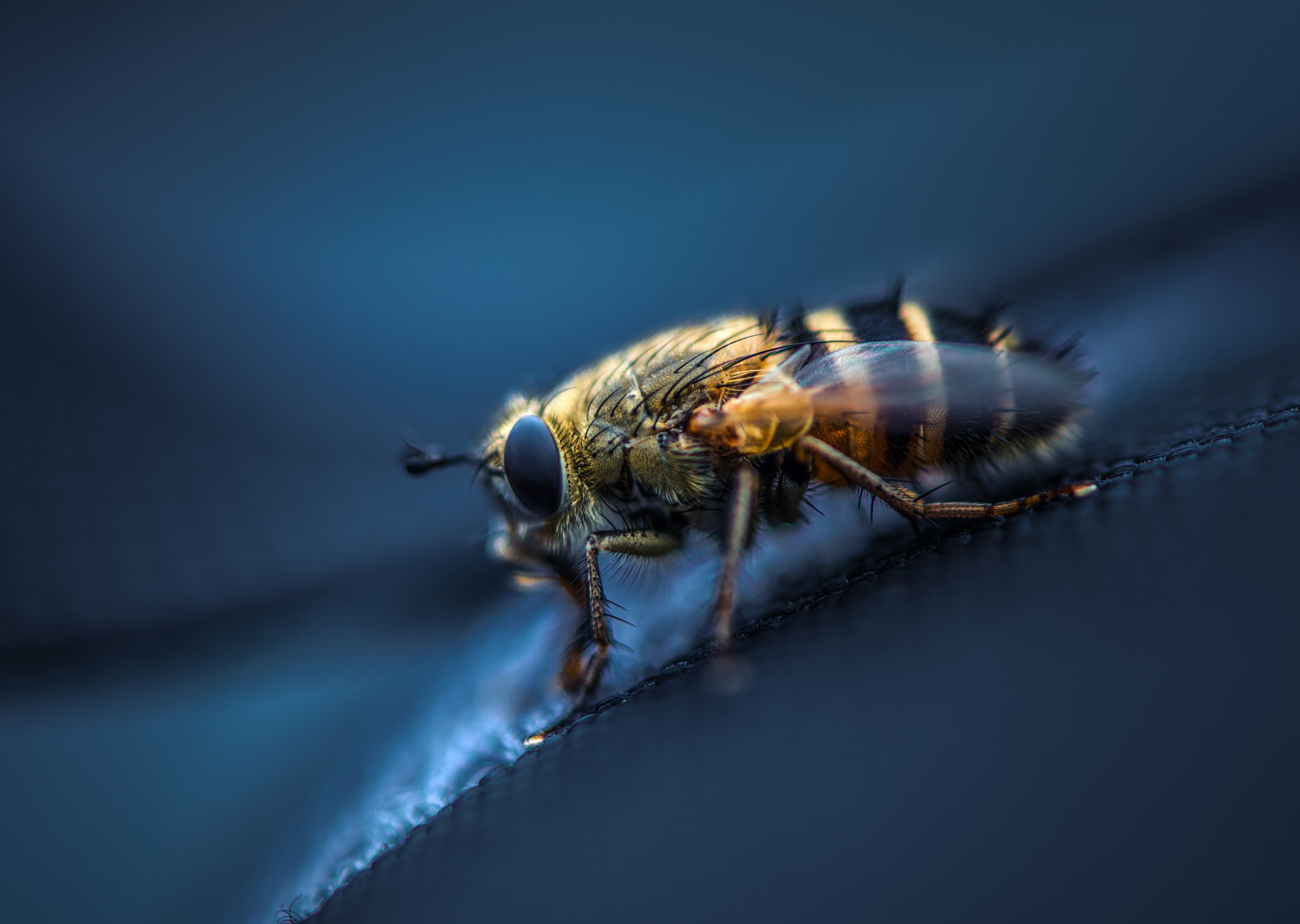 Macro photography of a fuzzy fly with black and yellow stripes HD Wallpaper