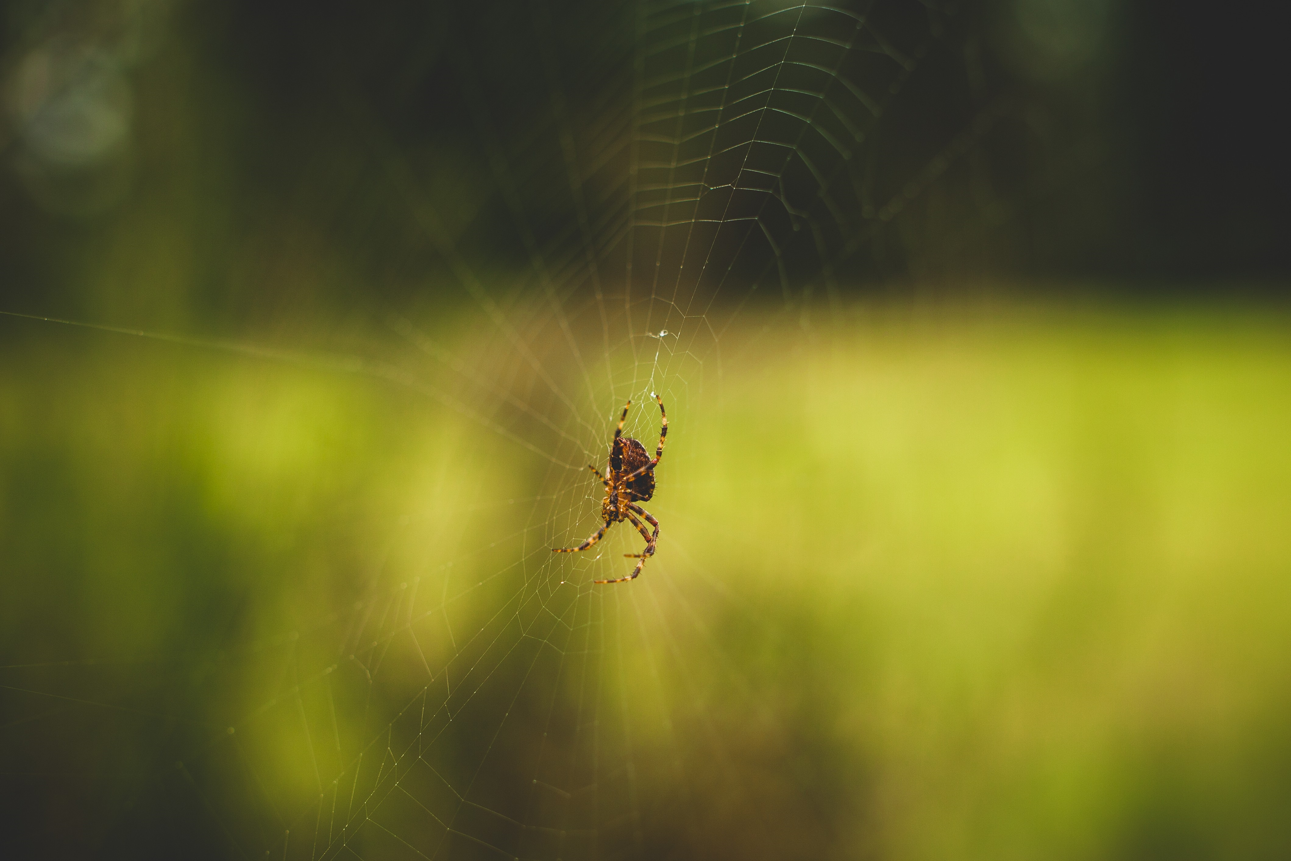 Spider on a web in nature HD Wallpaper